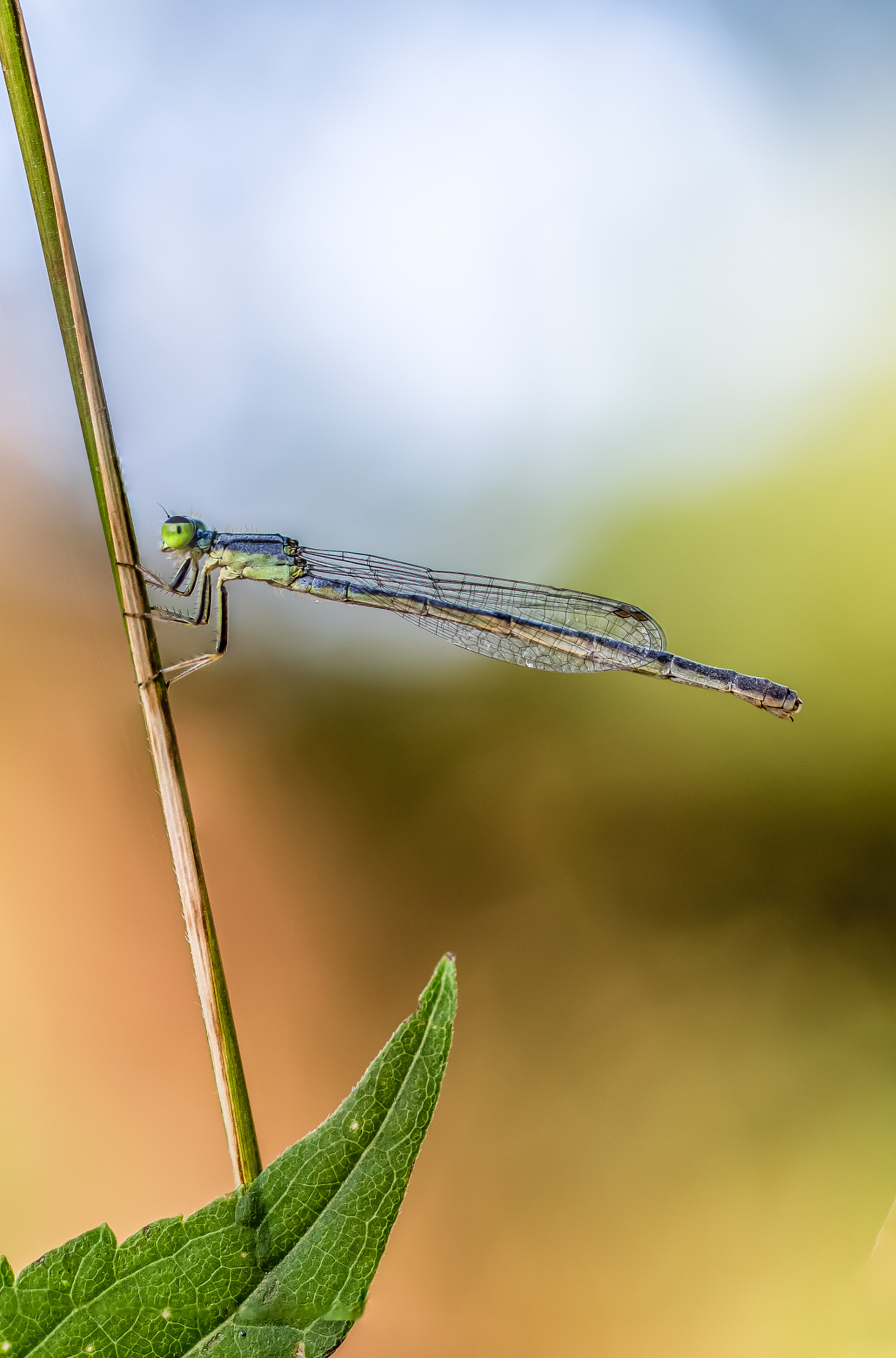 Nikon D810 + ZEISS Milvus 50mm F2 Macro sample photo. Damselfly photography