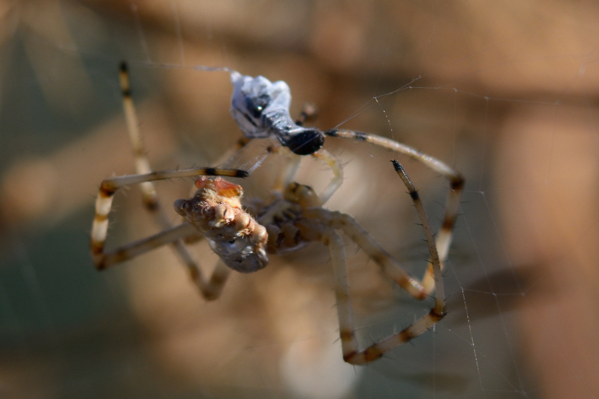 Nikon D7100 + AF Zoom-Nikkor 75-240mm f/4.5-5.6D sample photo. Time to lunch photography