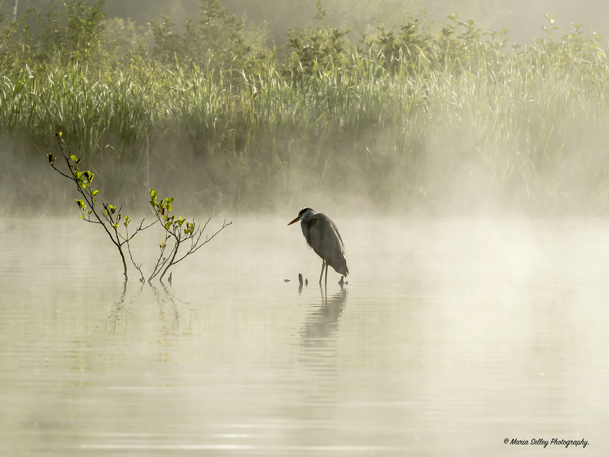 Olympus OM-D E-M5 II + LEICA DG 100-400/F4.0-6.3 sample photo. In the mist photography