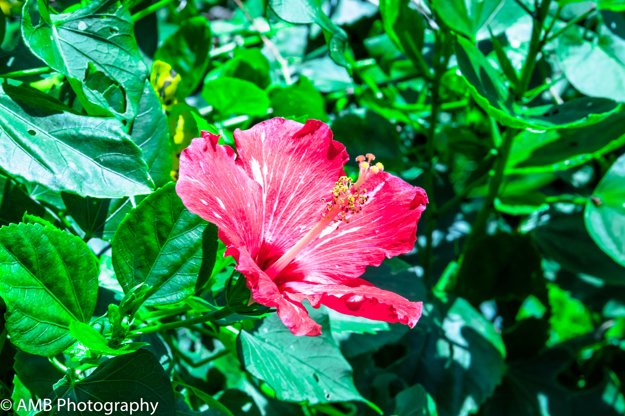 Canon EOS 750D (EOS Rebel T6i / EOS Kiss X8i) sample photo. Red flower photography