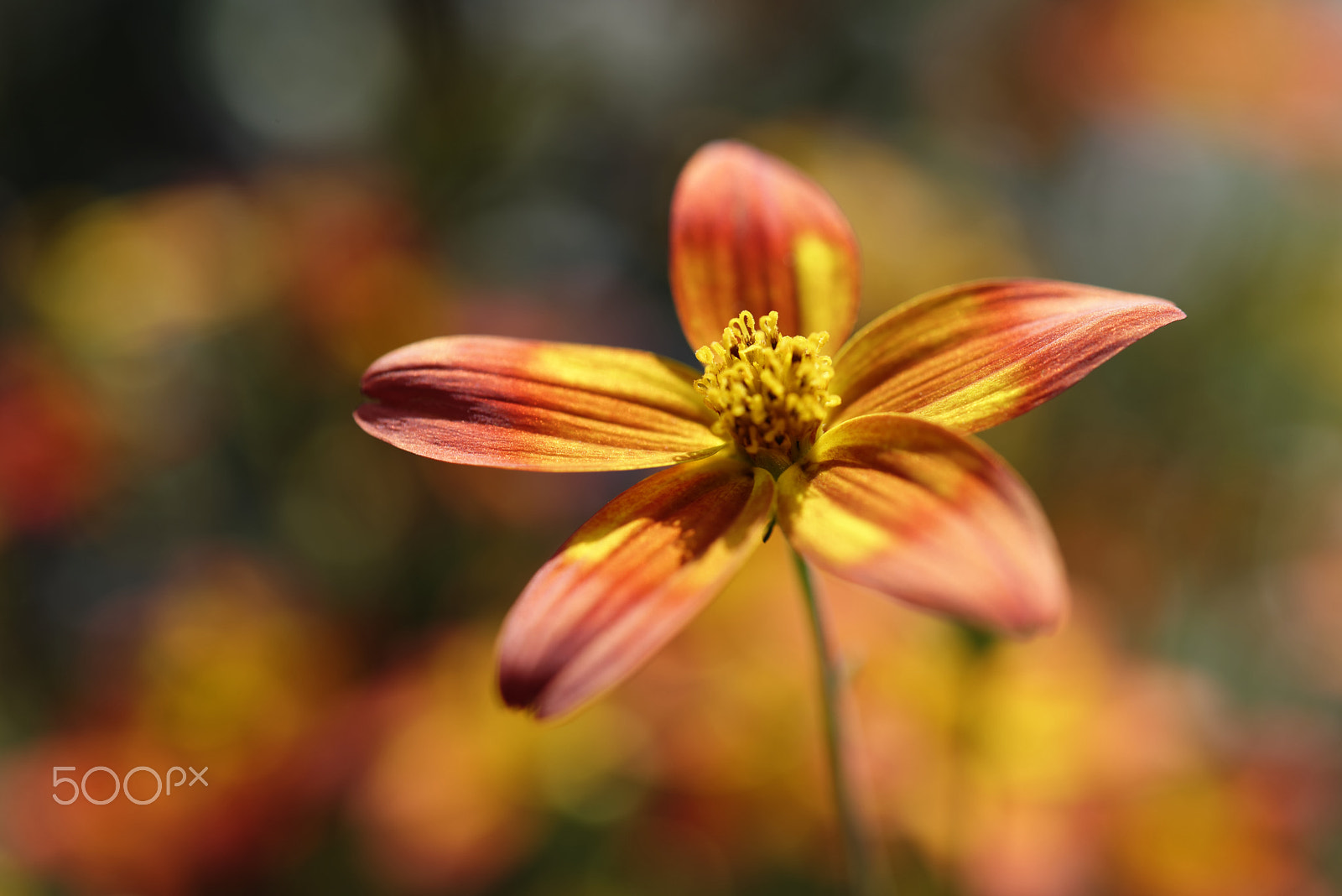 Nikon AF-S Micro-Nikkor 60mm F2.8G ED sample photo