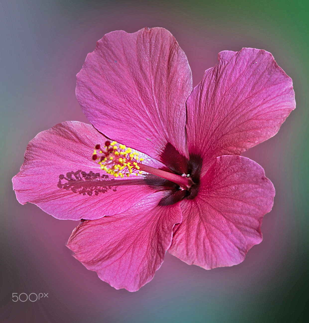 Sigma 18-250mm F3.5-6.3 DC OS HSM sample photo. Hibiscus photography