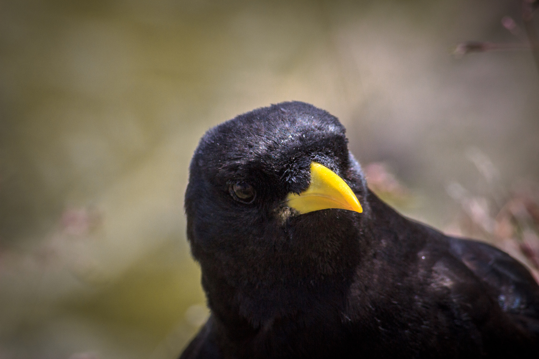 Canon EF 55-200mm F4.5-5.6 II USM sample photo. Alpendohle photography