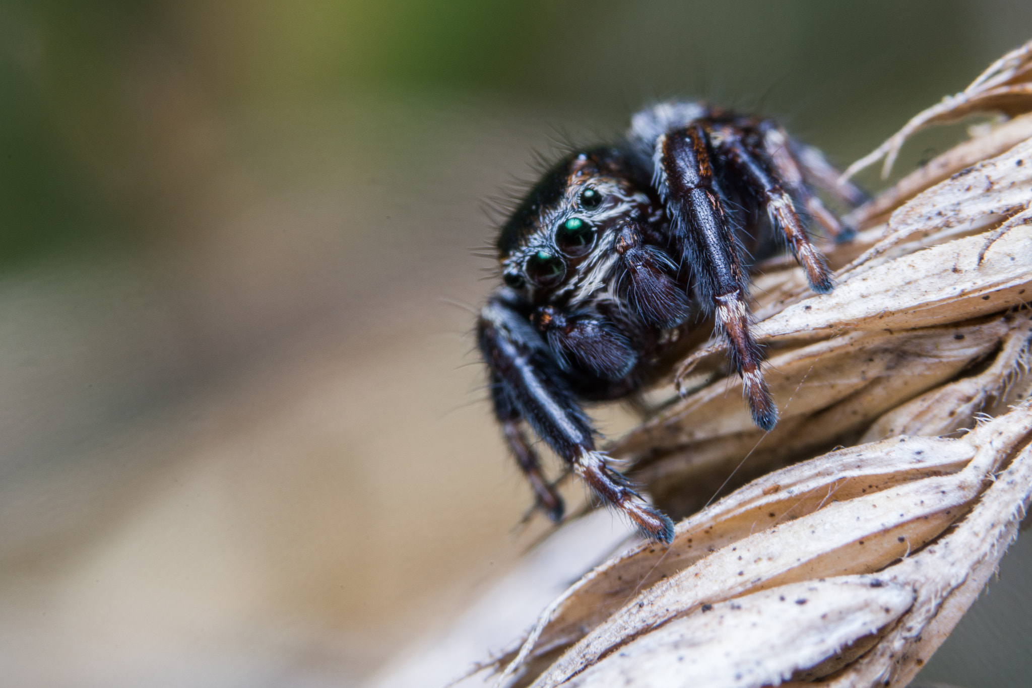 Sony a99 II + 90mm F2.8 Macro SSM sample photo. Jumping spider photography