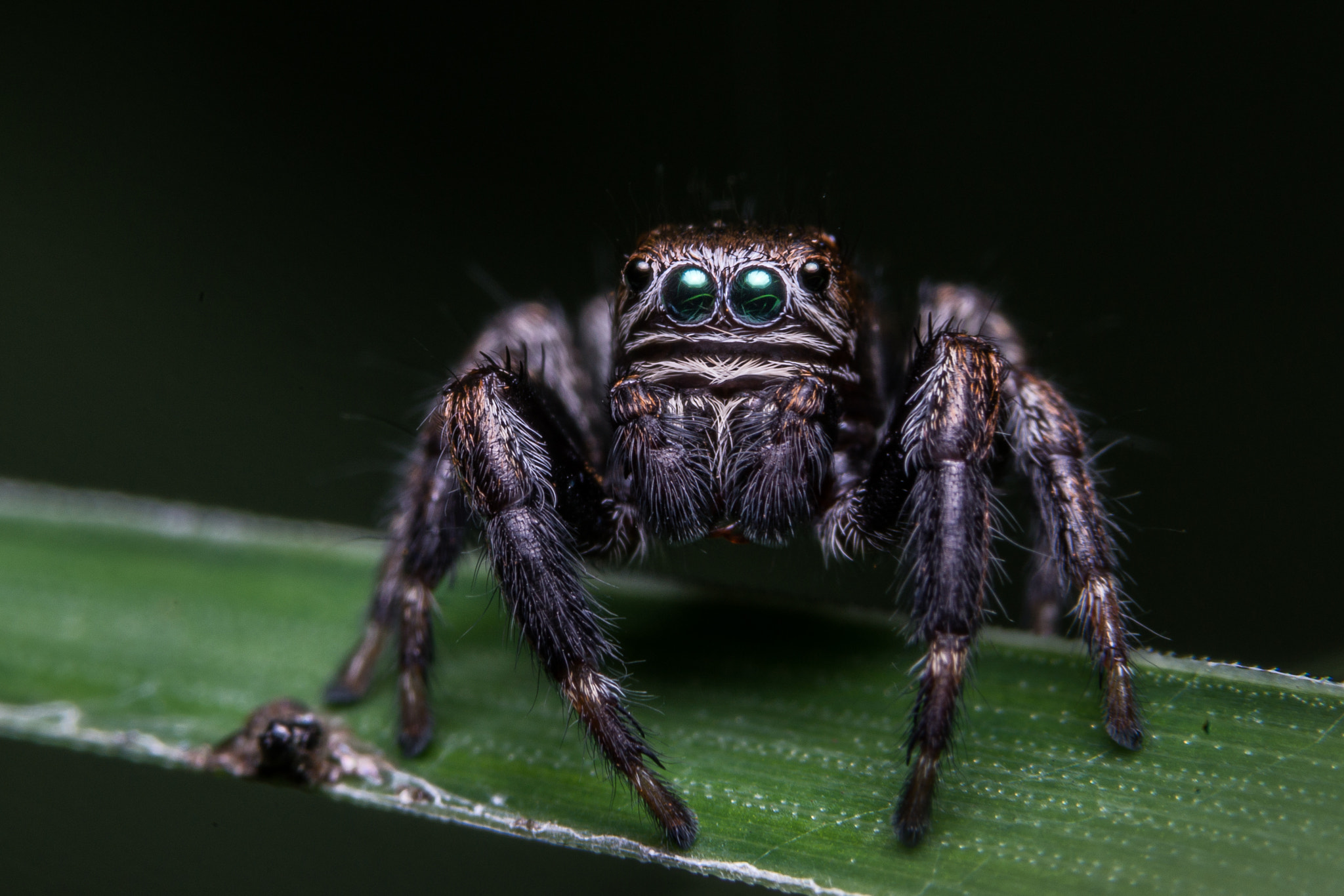 Sony a99 II + 90mm F2.8 Macro SSM sample photo. Jumping spider photography
