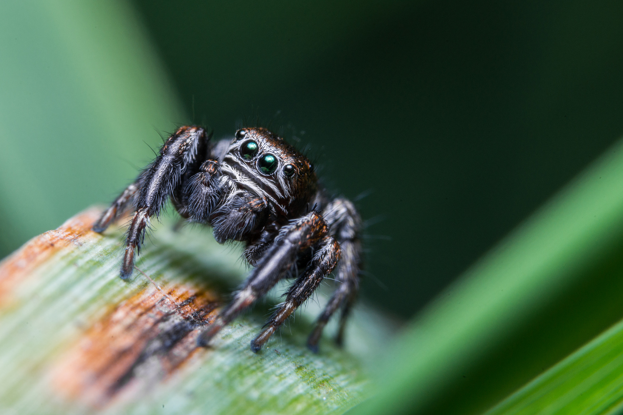 Sony a99 II sample photo. Jumping spider photography