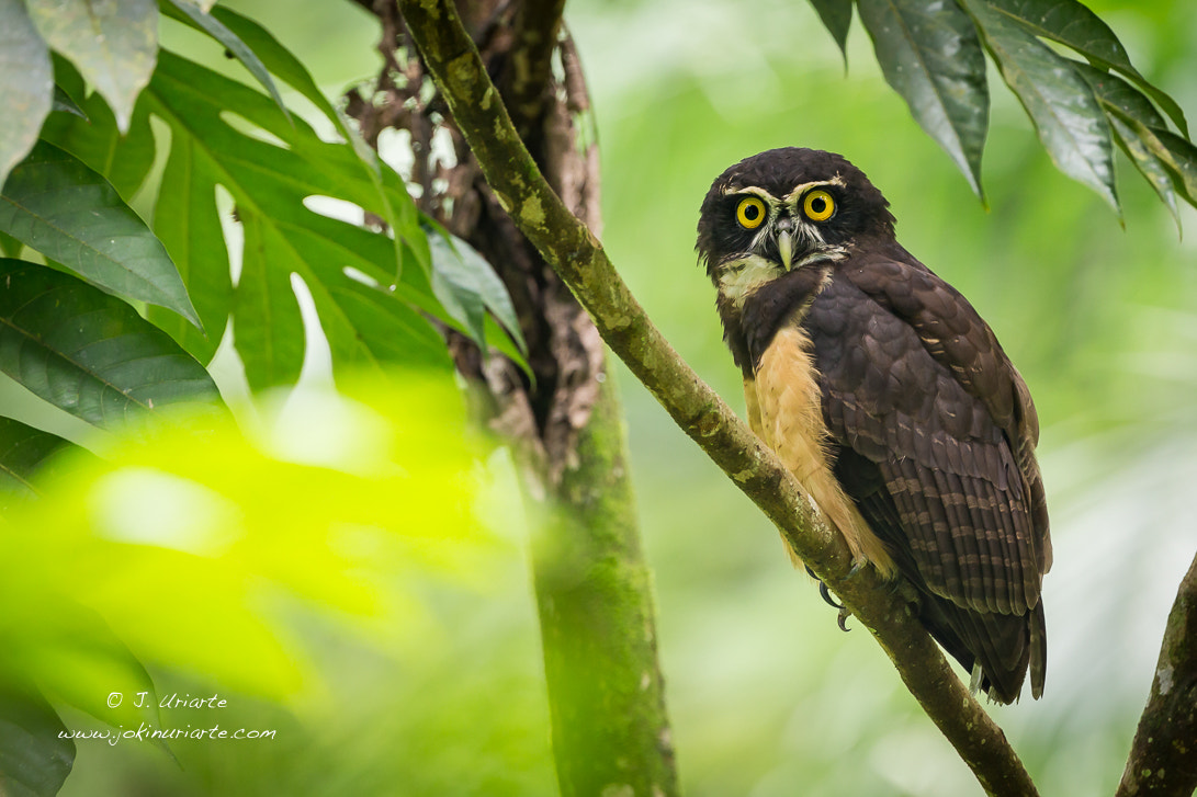 Canon EF 500mm F4L IS USM sample photo. Spectacled owl photography