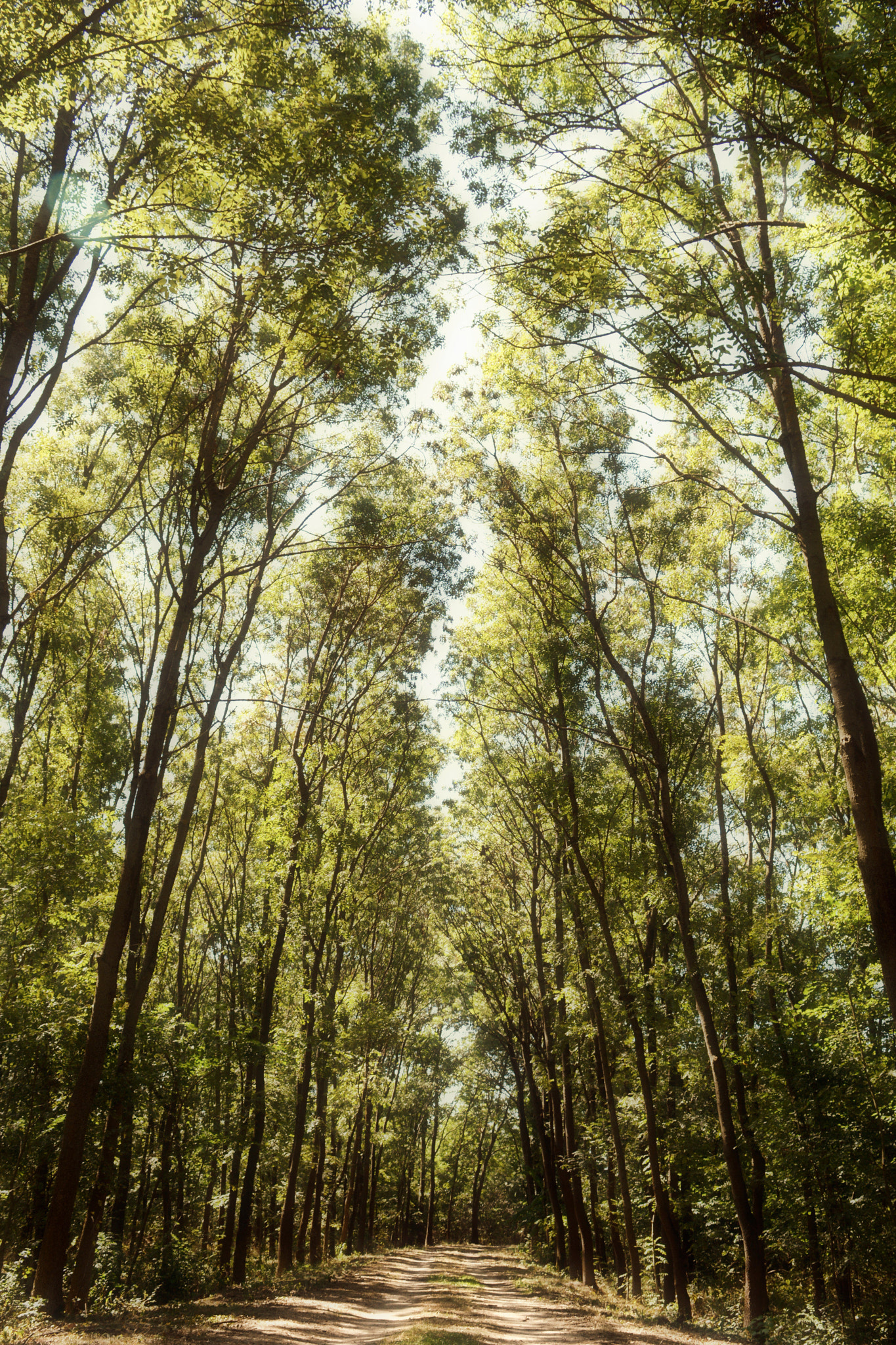 Nikon D5200 sample photo. Forest photography