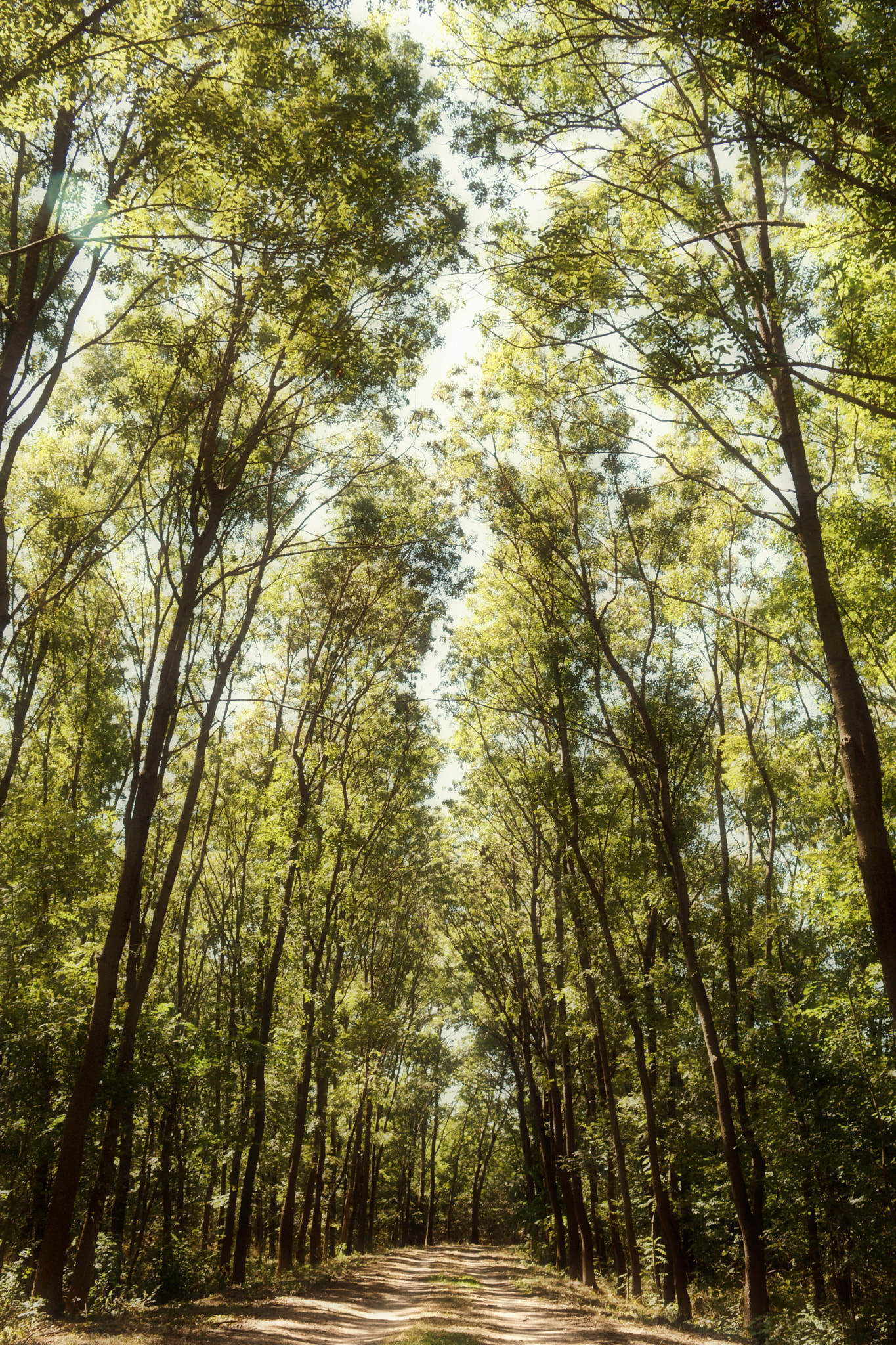 IX-Nikkor 60-180mm f/4.5-5.6 sample photo. Forest photography