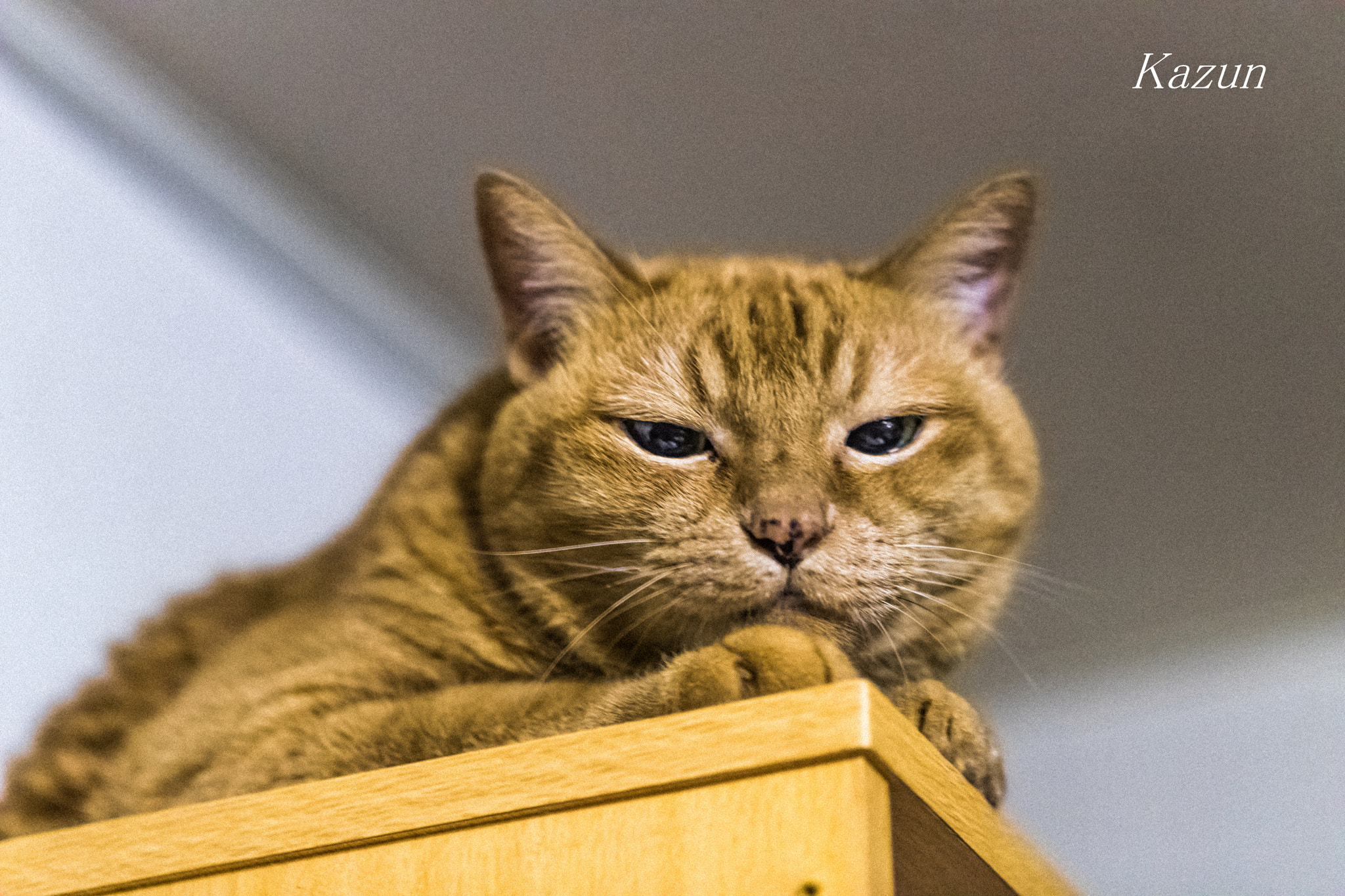 Canon EF 100mm F2.8L Macro IS USM sample photo. My friend! photography