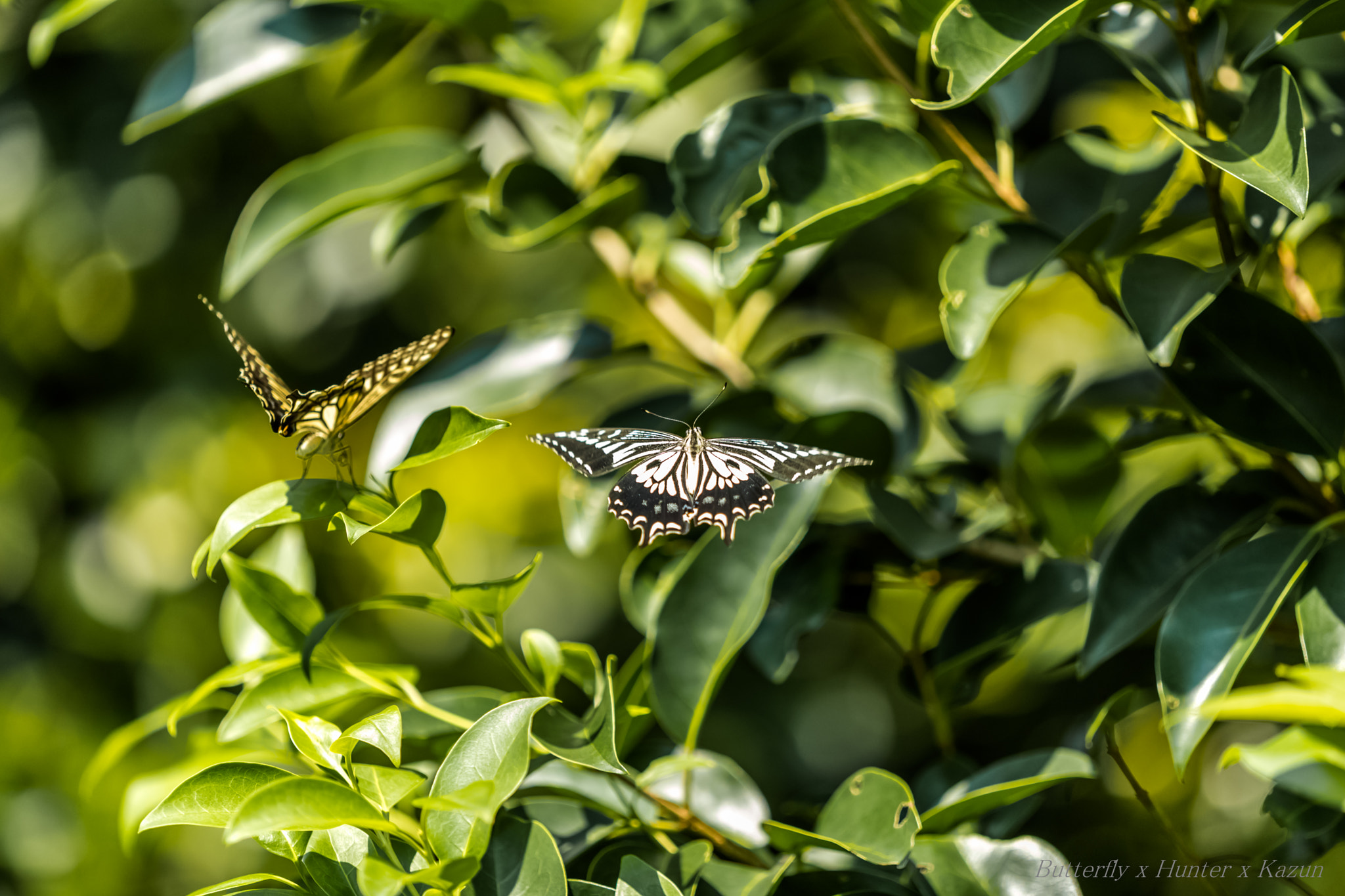 Canon EF 180mm F3.5L Macro USM sample photo. Double! photography