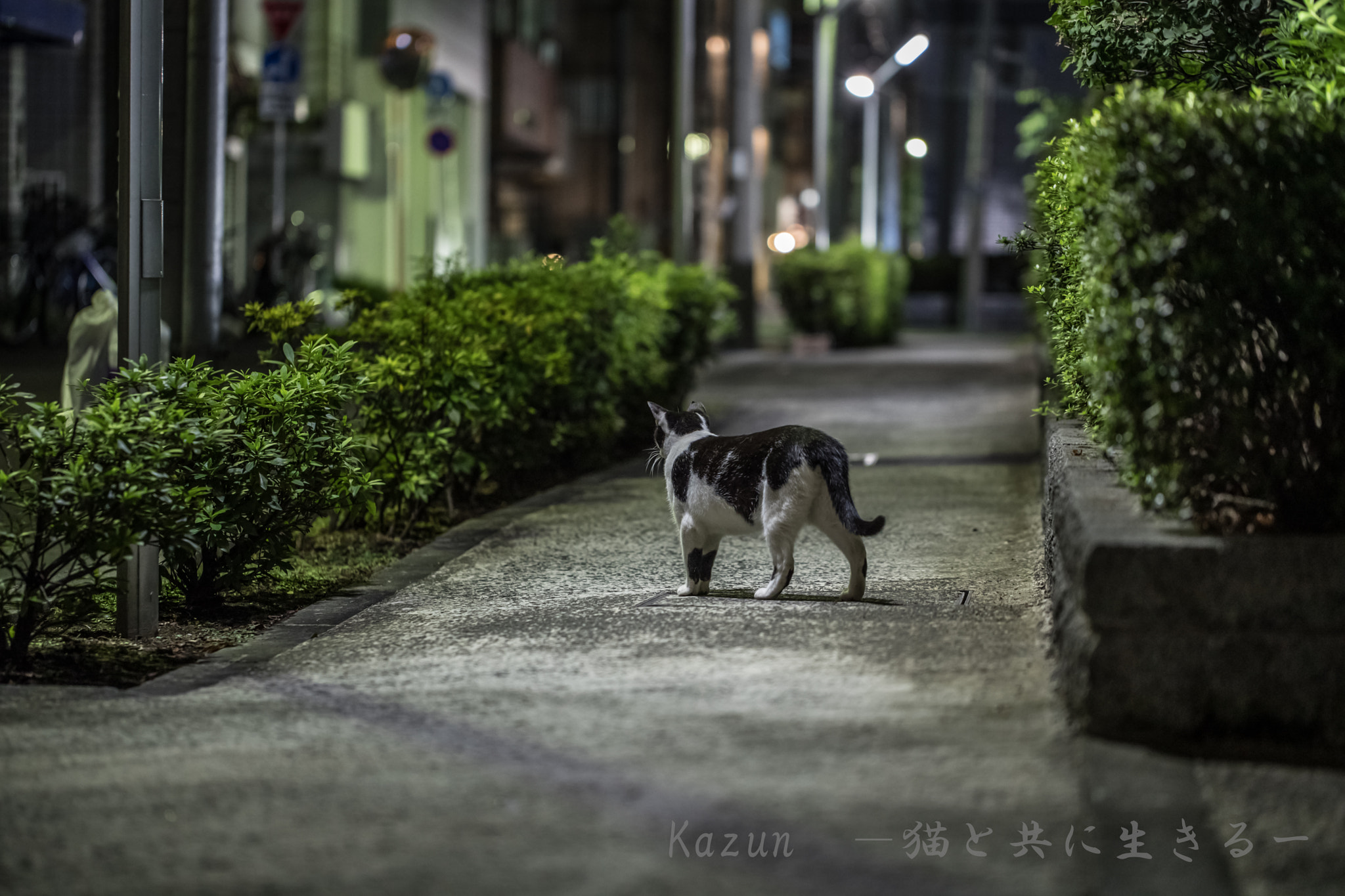 Canon EF 100mm F2.8L Macro IS USM sample photo. Way back photography