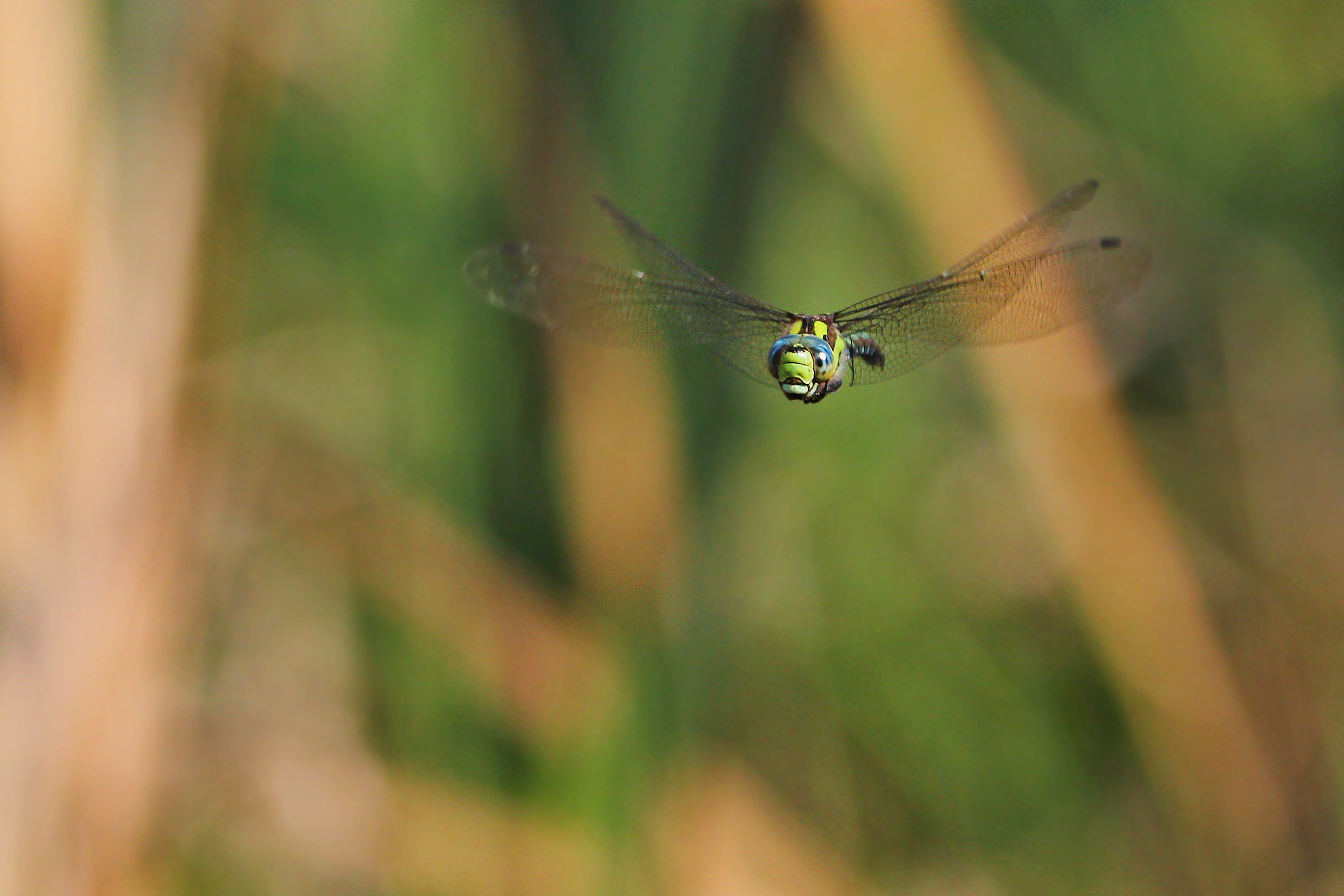 Tamron SP 150-600mm F5-6.3 Di VC USD sample photo. Aeshna cyanae photography