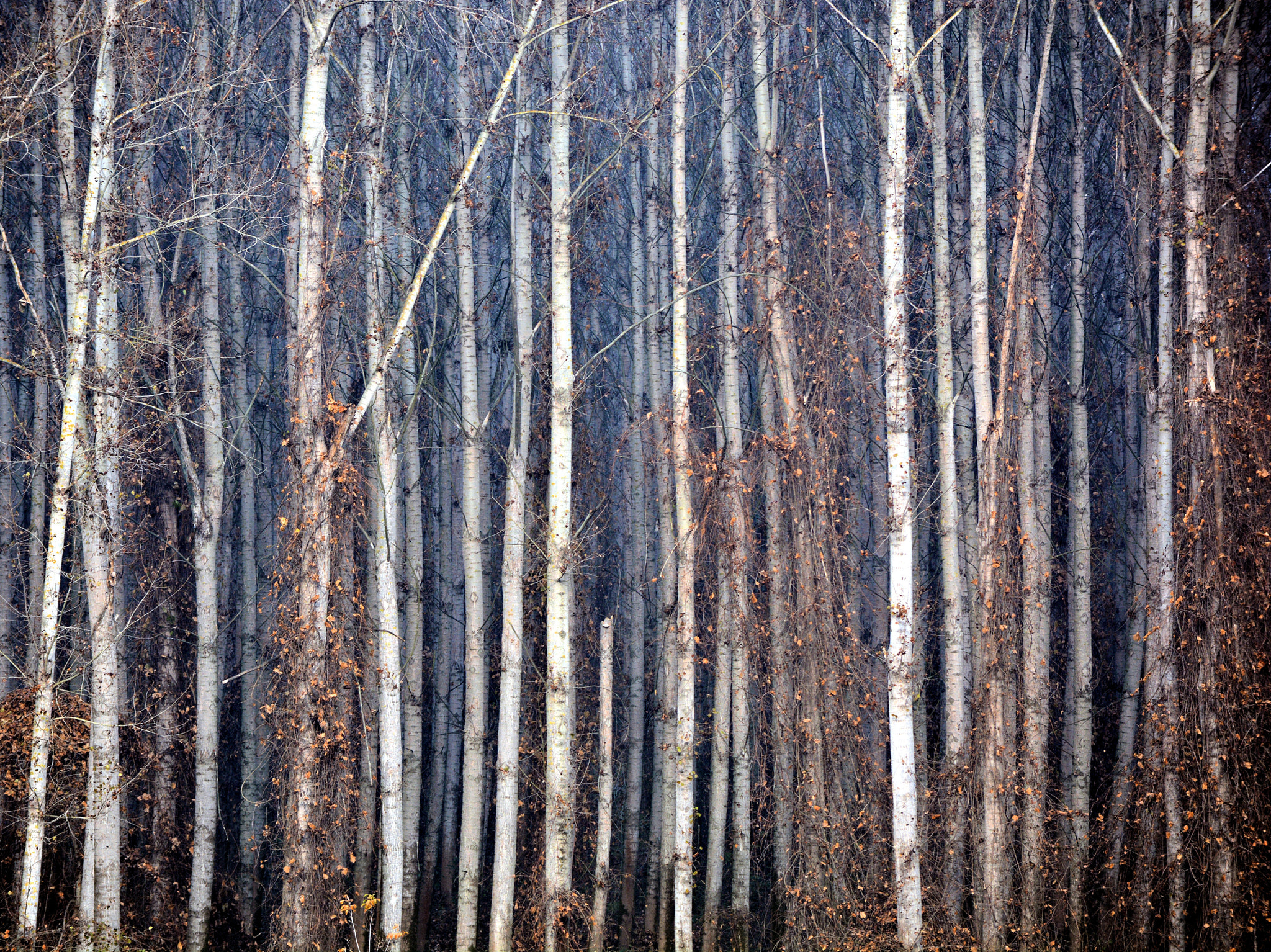 Nikon D5200 sample photo. Forest 2. photography