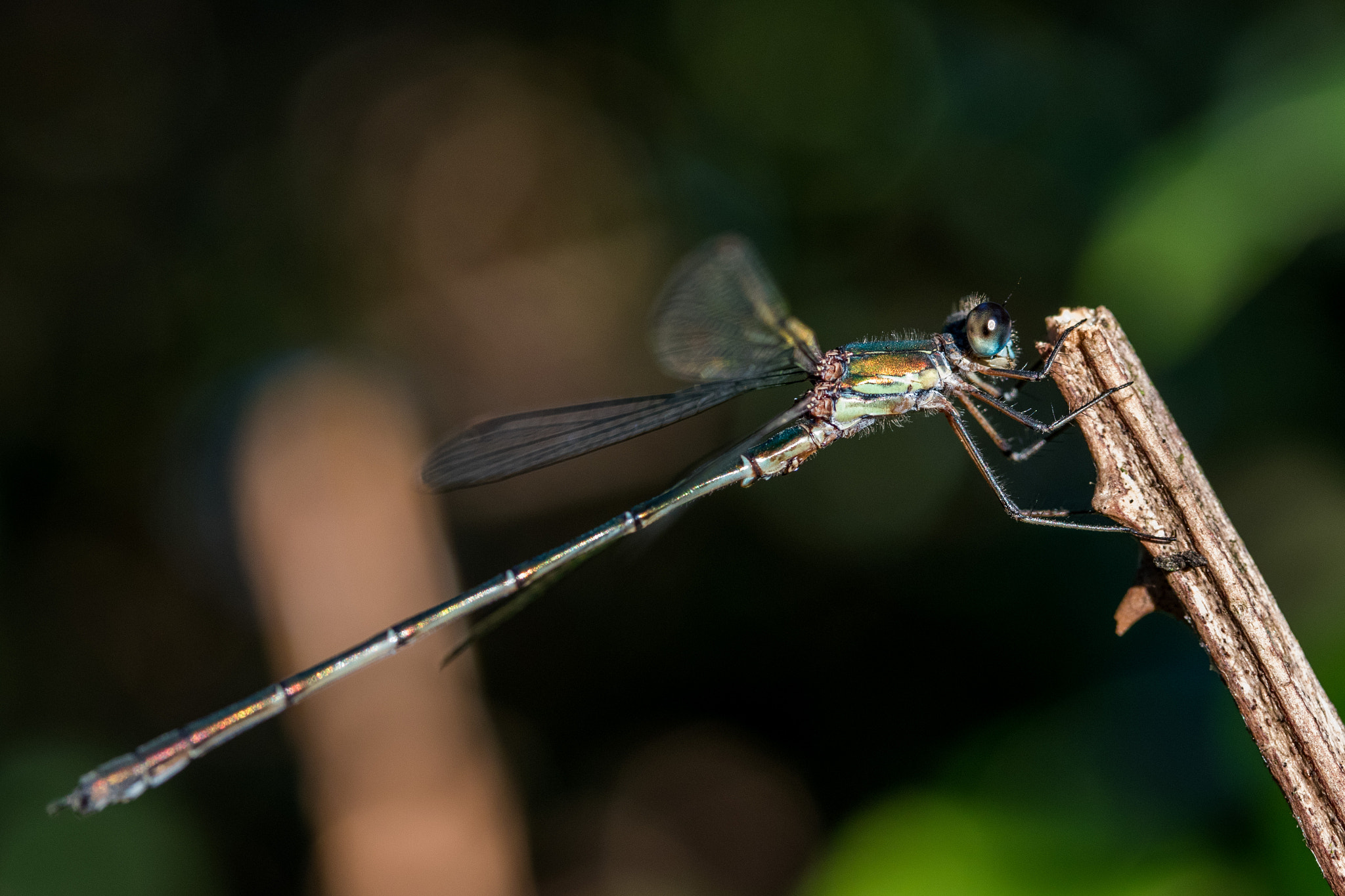 Canon EF-S 60mm F2.8 Macro USM sample photo. Right angle photography