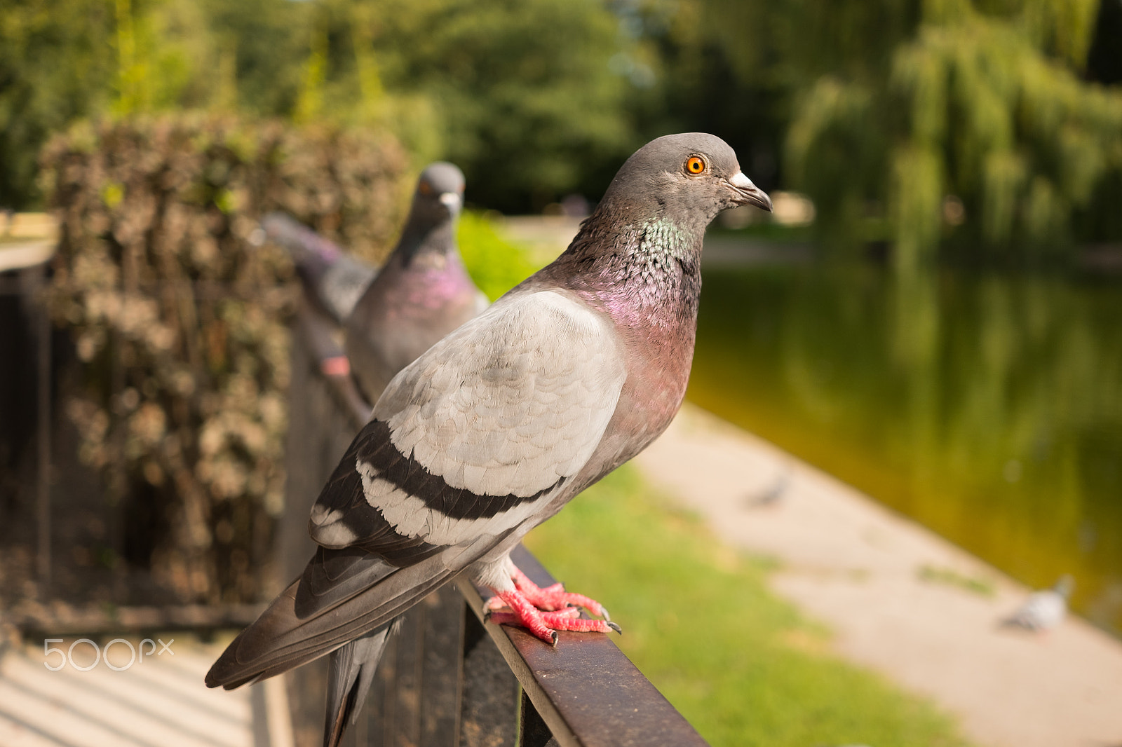 Fujifilm X-E2S + Fujifilm XF 27mm F2.8 sample photo. Pigeon sitting on the fence photography