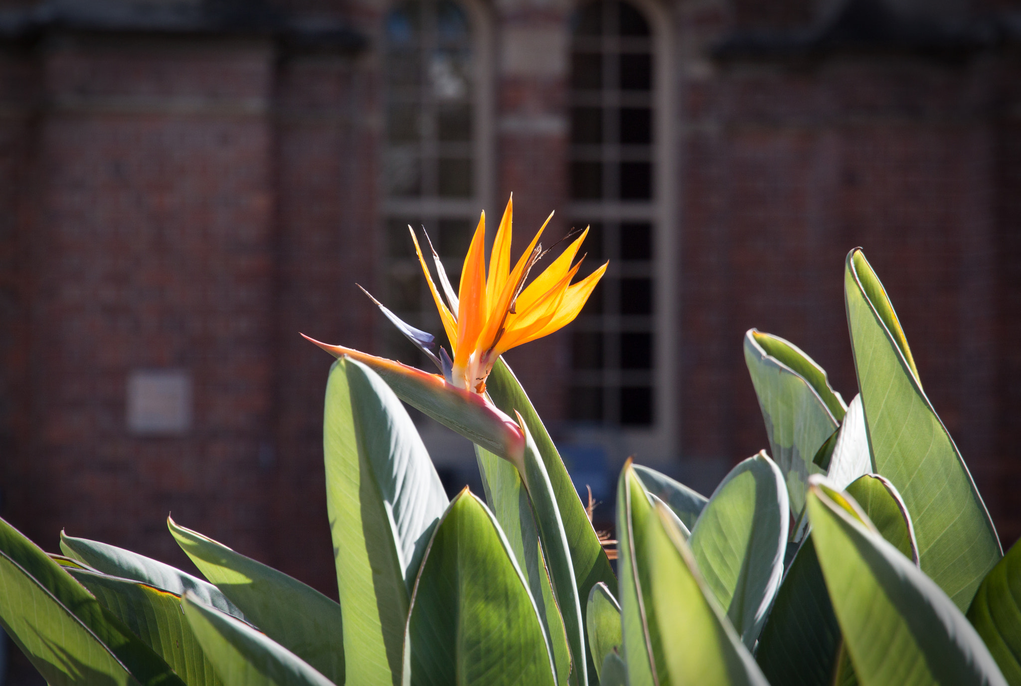 Canon EOS 500D (EOS Rebel T1i / EOS Kiss X3) sample photo. Bird of paradise photography