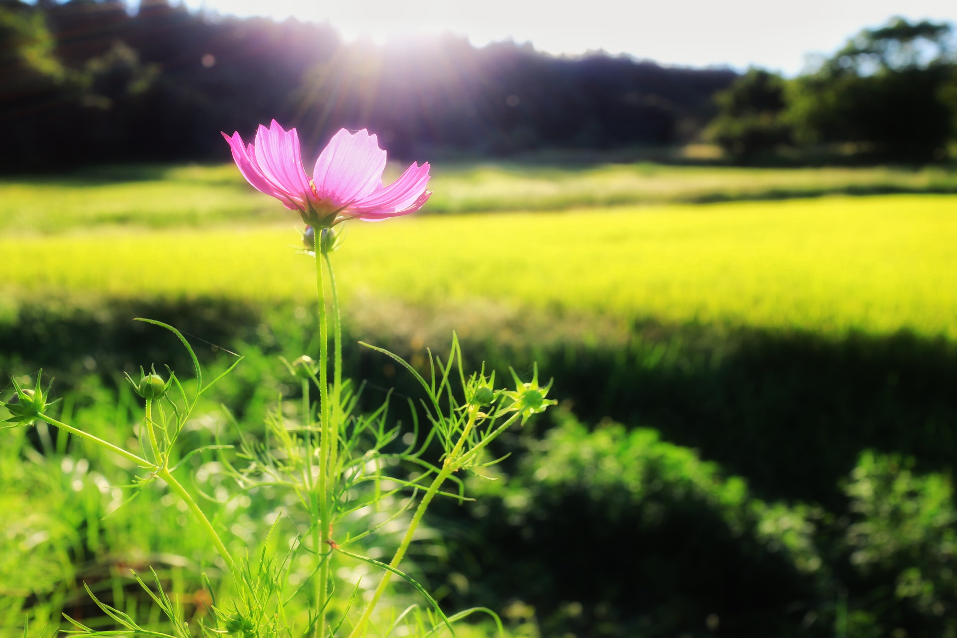 Canon EOS M2 sample photo. Follow the sun photography