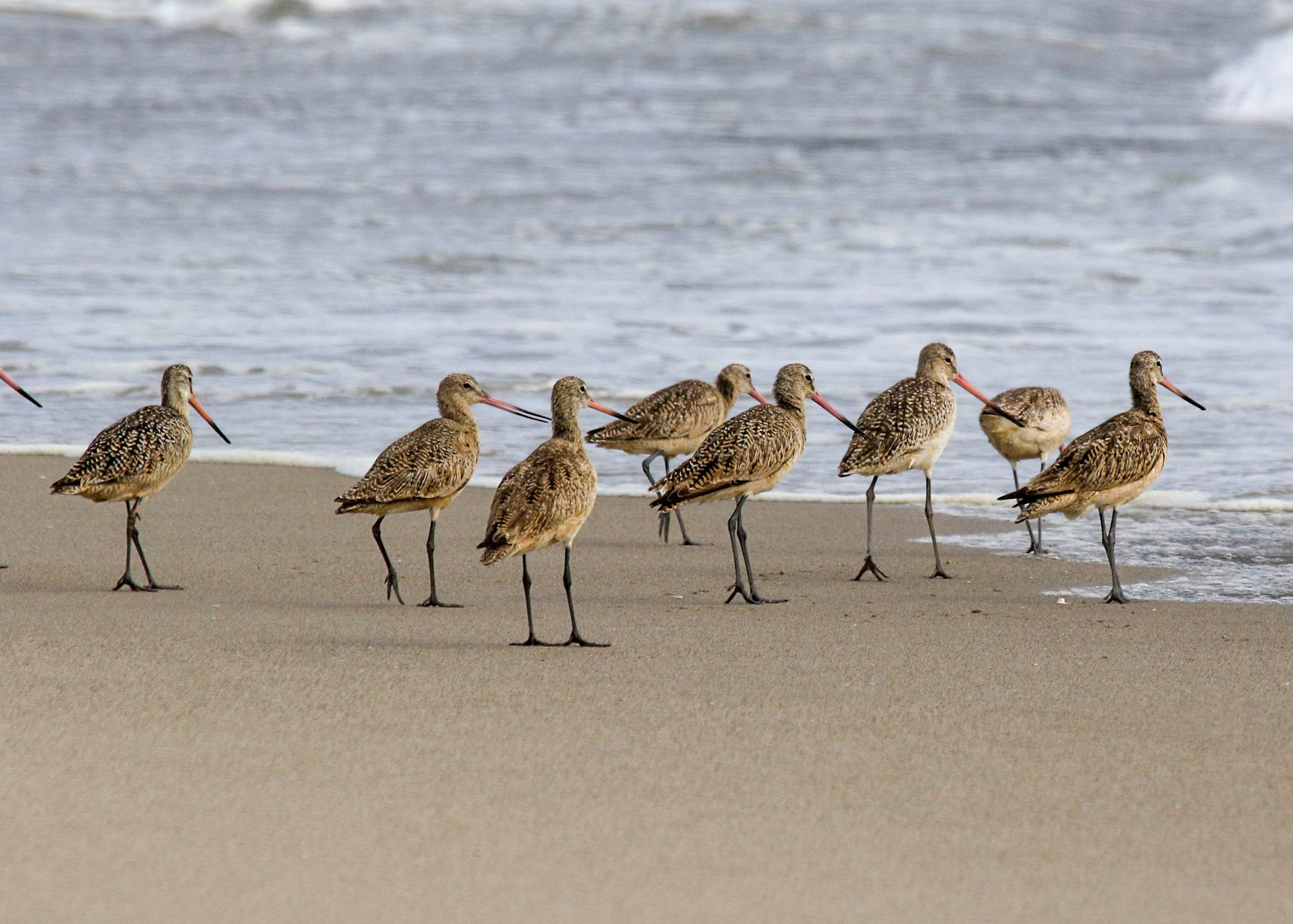 Canon EOS 7D Mark II + Canon EF 100-400mm F4.5-5.6L IS USM sample photo. Marbled godwit photography