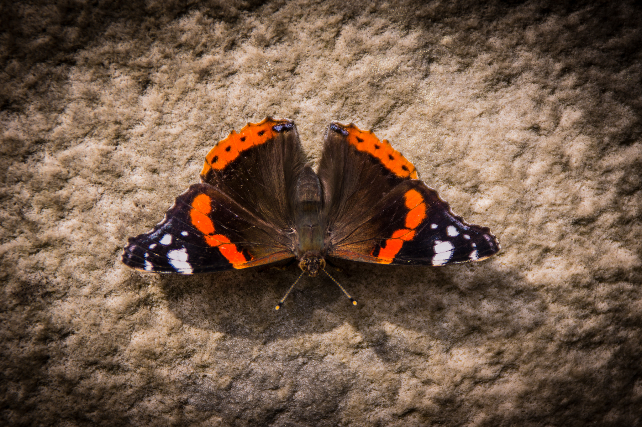 Sony SLT-A33 sample photo. Red butterfly photography