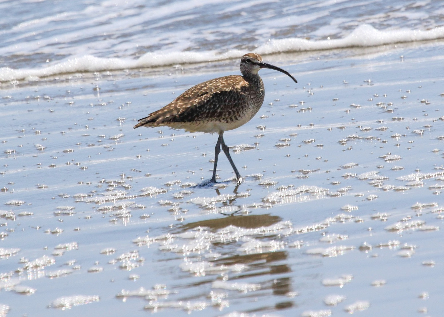 Canon EOS 7D Mark II + Canon EF 100-400mm F4.5-5.6L IS USM sample photo. Whimbrel photography