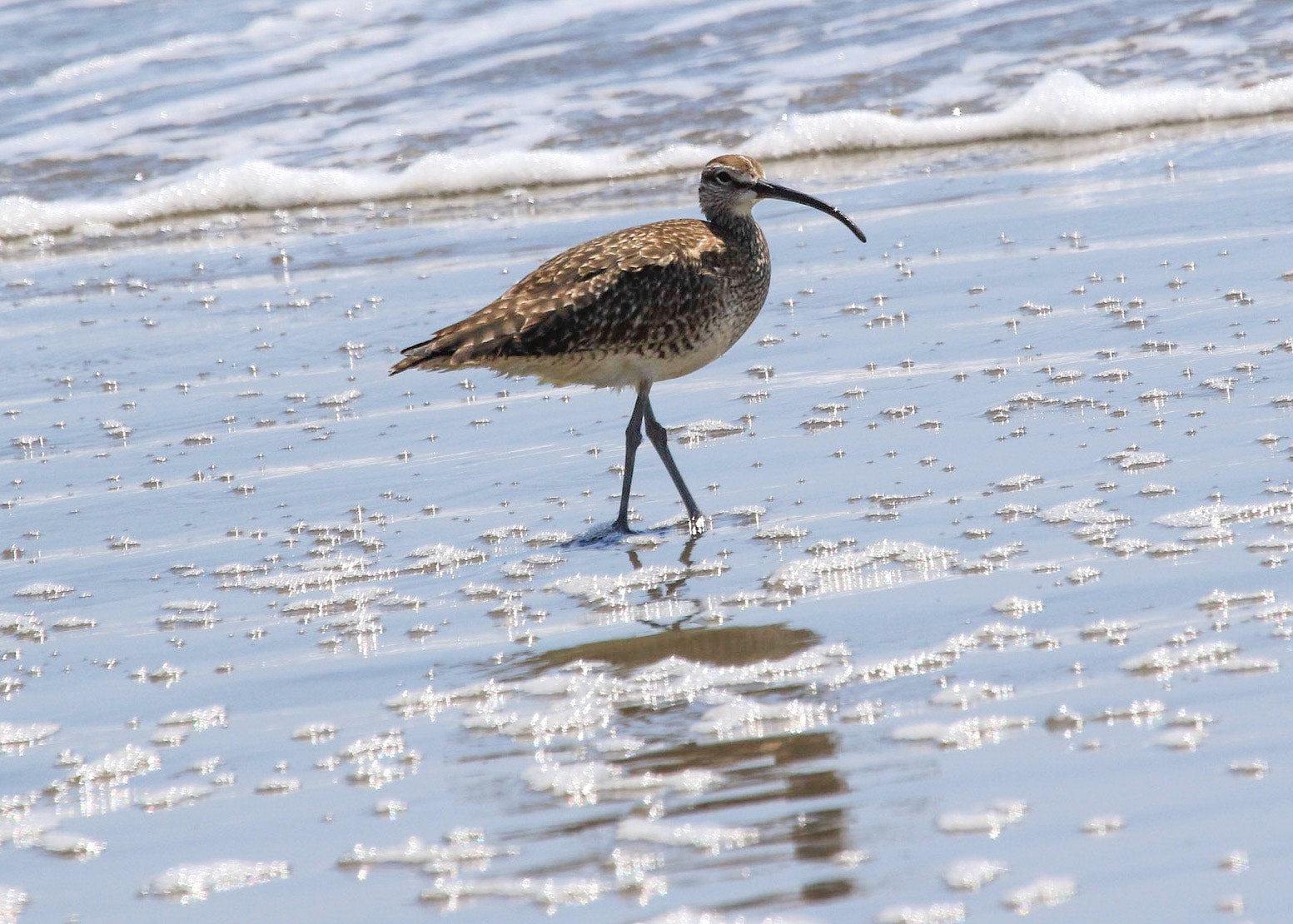Canon EF 100-400mm F4.5-5.6L IS USM sample photo. Whimbrel photography