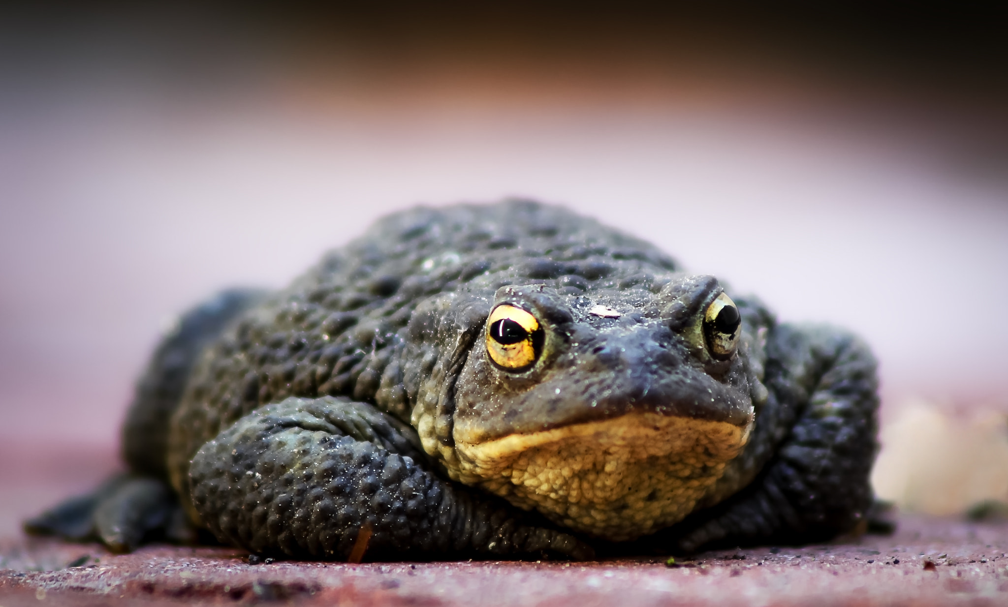Canon EOS 60D + Canon EF 75-300mm F4.0-5.6 IS USM sample photo. Toad photography