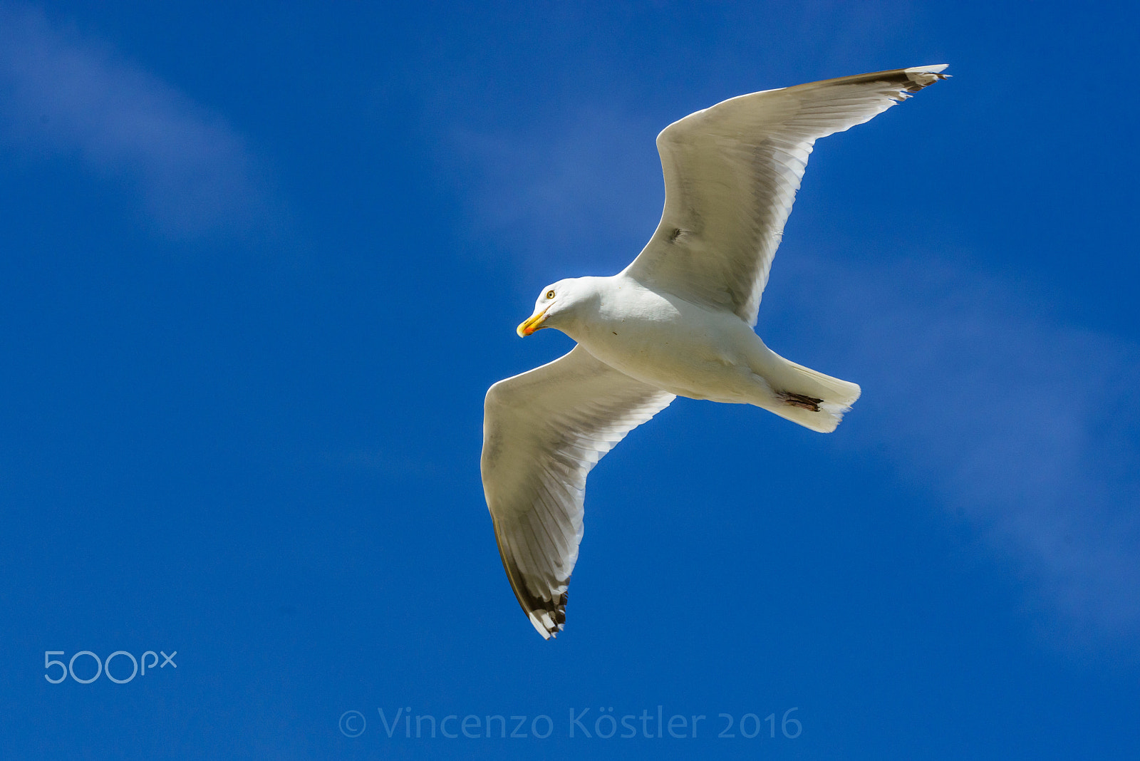 Sigma 150mm F2.8 EX DG OS Macro HSM sample photo. Seagull photography