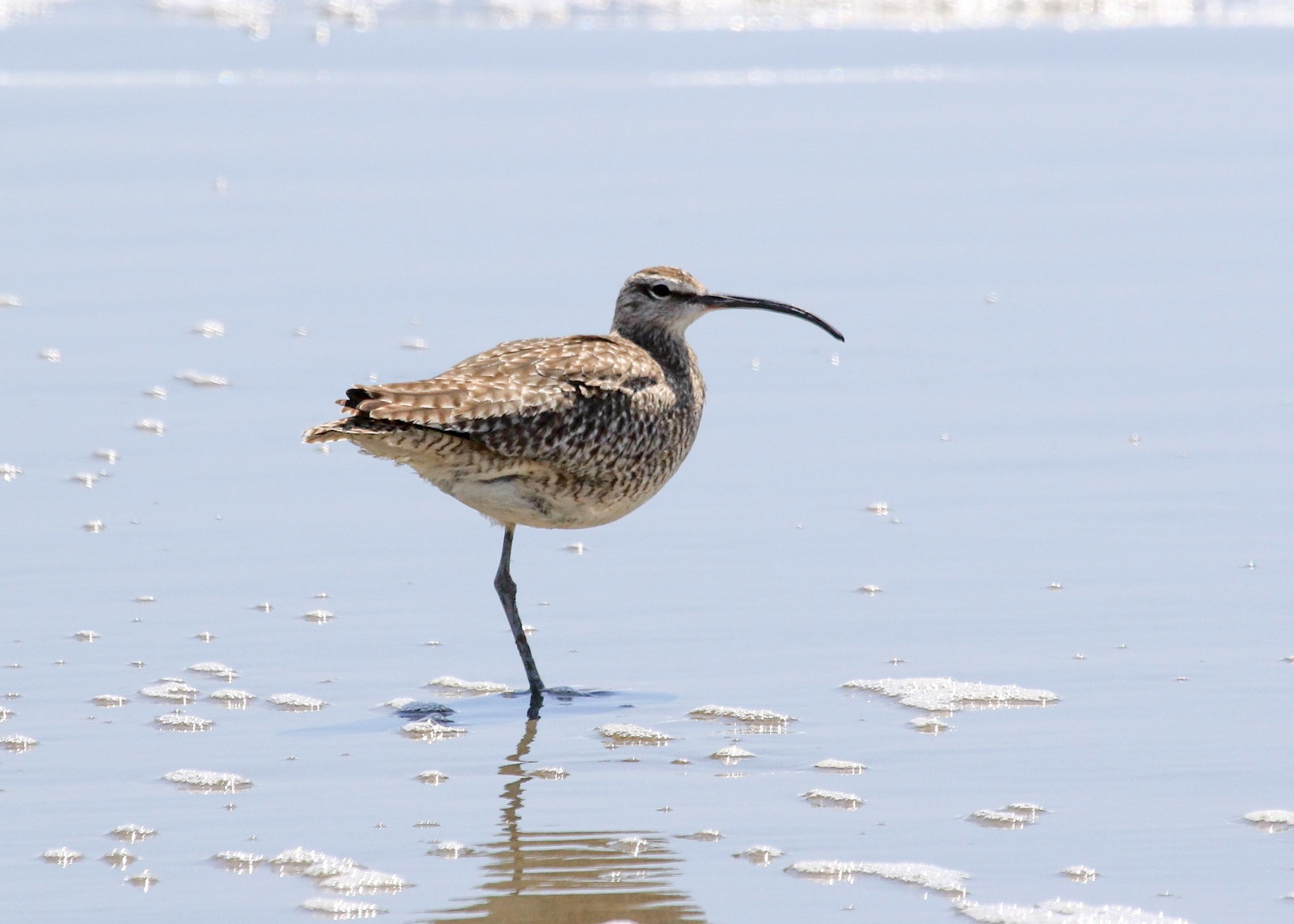 Canon EF 100-400mm F4.5-5.6L IS USM sample photo. Whimbrel photography