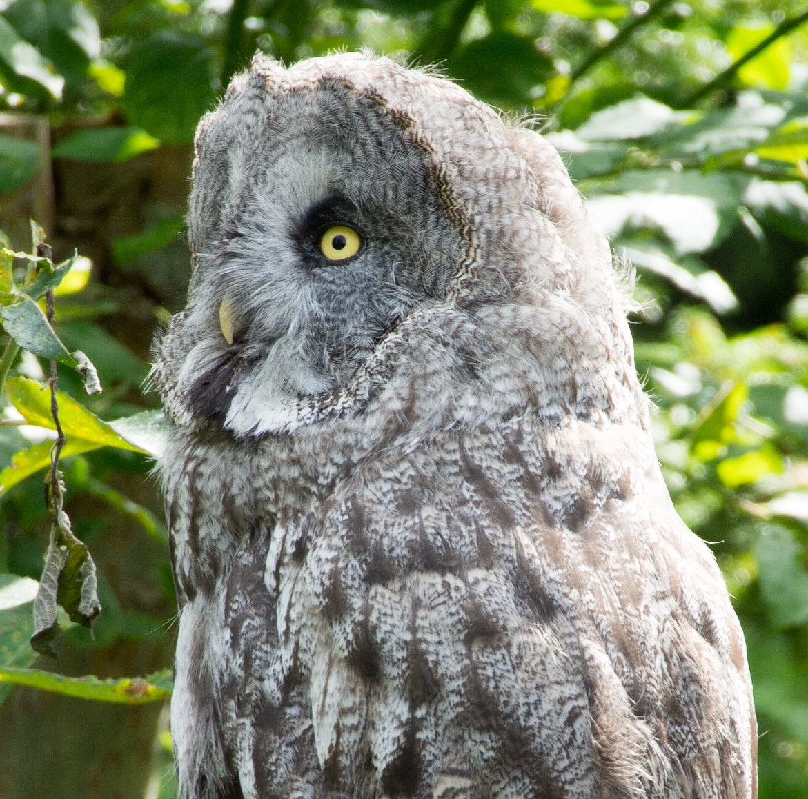 Olympus OM-D E-M10 + Tamron 14-150mm F3.5-5.8 Di III sample photo. Great grey owl photography