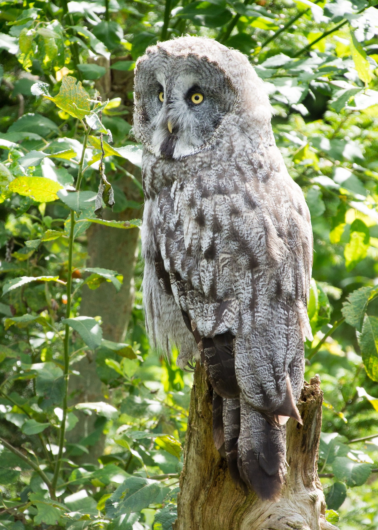 Tamron 14-150mm F3.5-5.8 Di III sample photo. Great grey owl photography