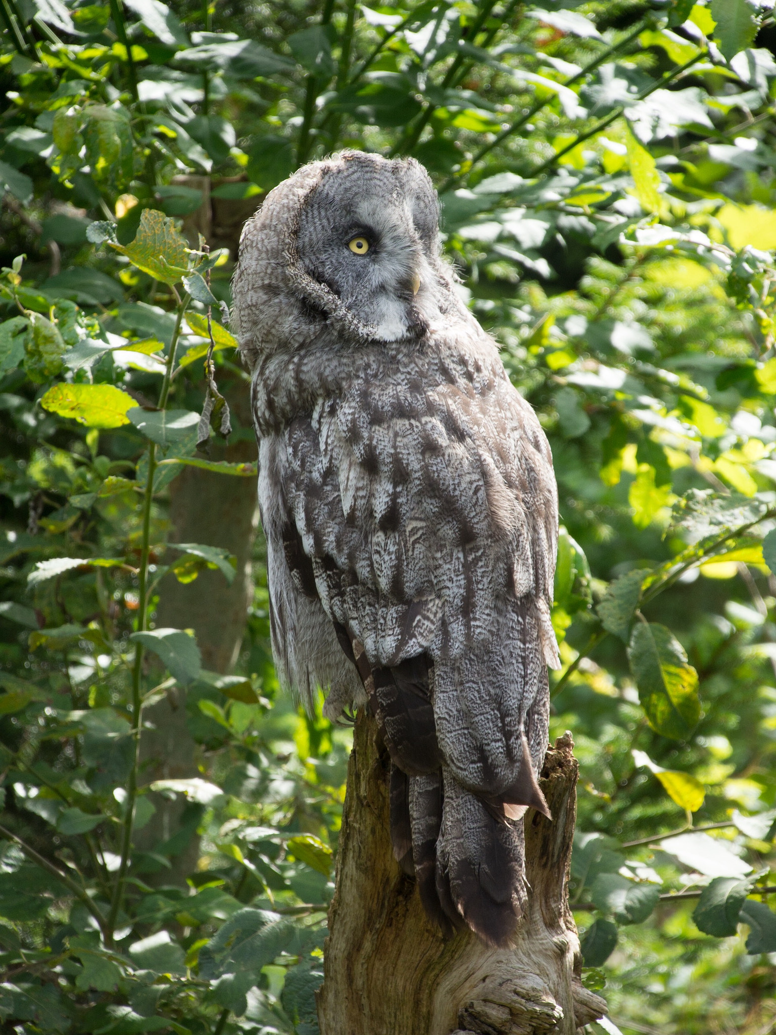 Olympus OM-D E-M10 + Tamron 14-150mm F3.5-5.8 Di III sample photo. Great grey owl photography