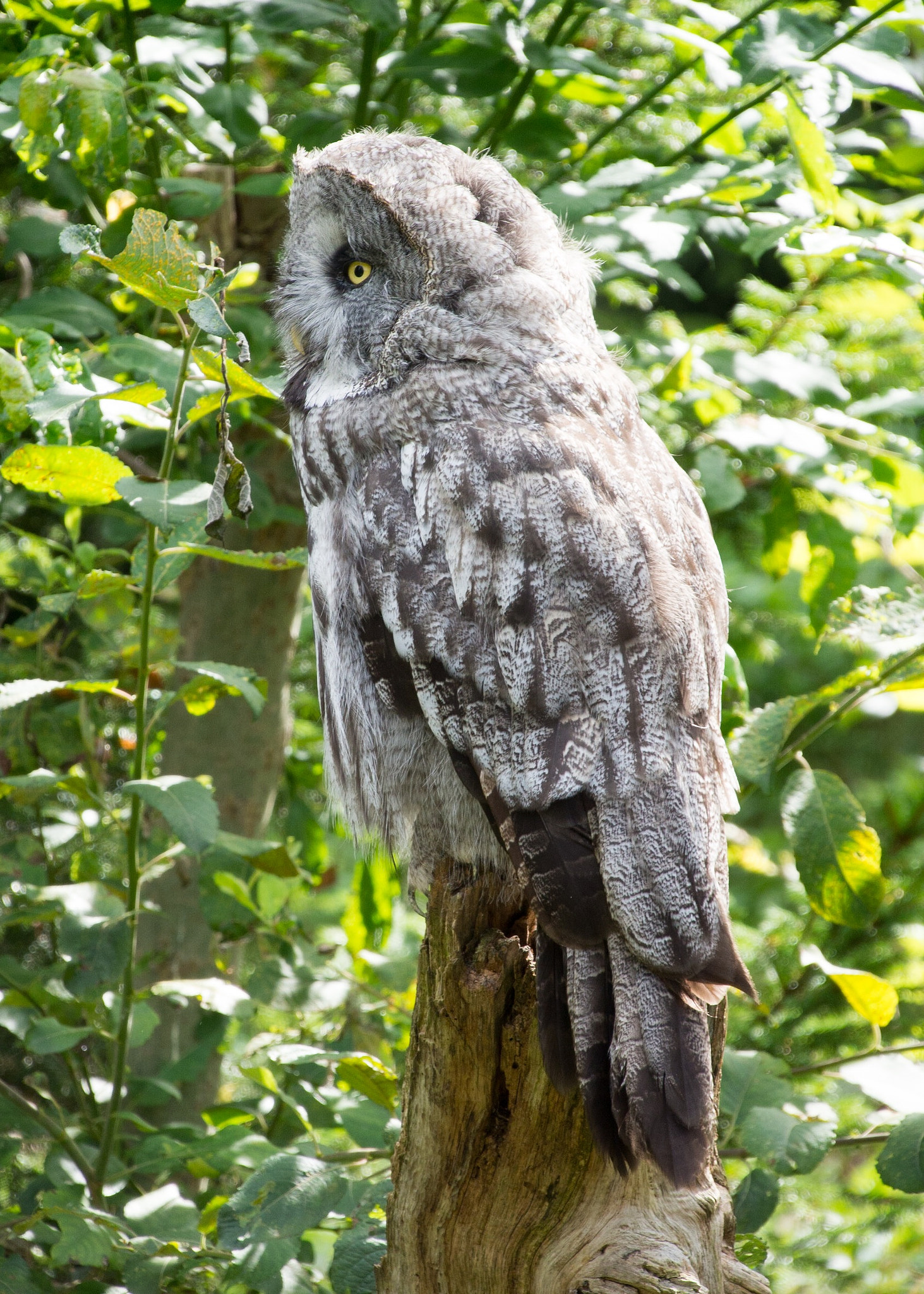 Tamron 14-150mm F3.5-5.8 Di III sample photo. Great grey owl photography