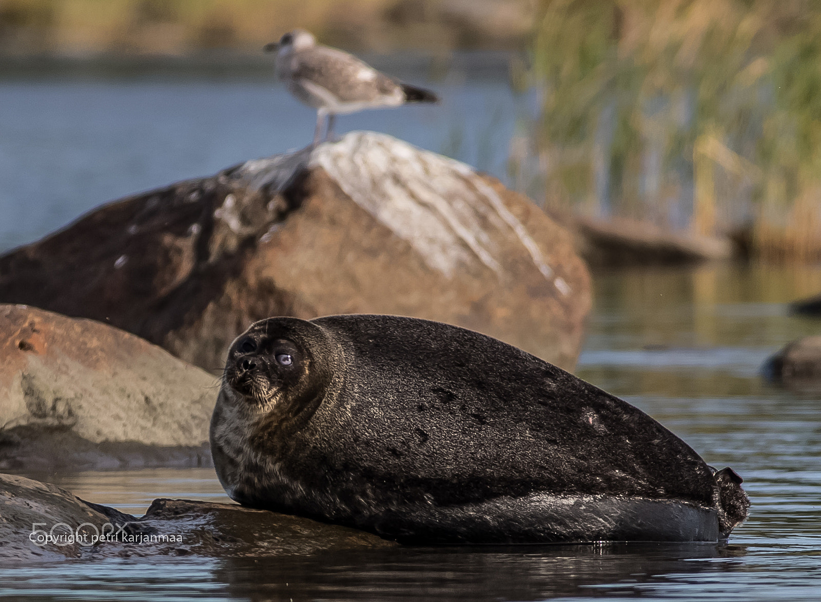 Canon EF 300mm f/2.8L + 1.4x sample photo. Save the oceans photography