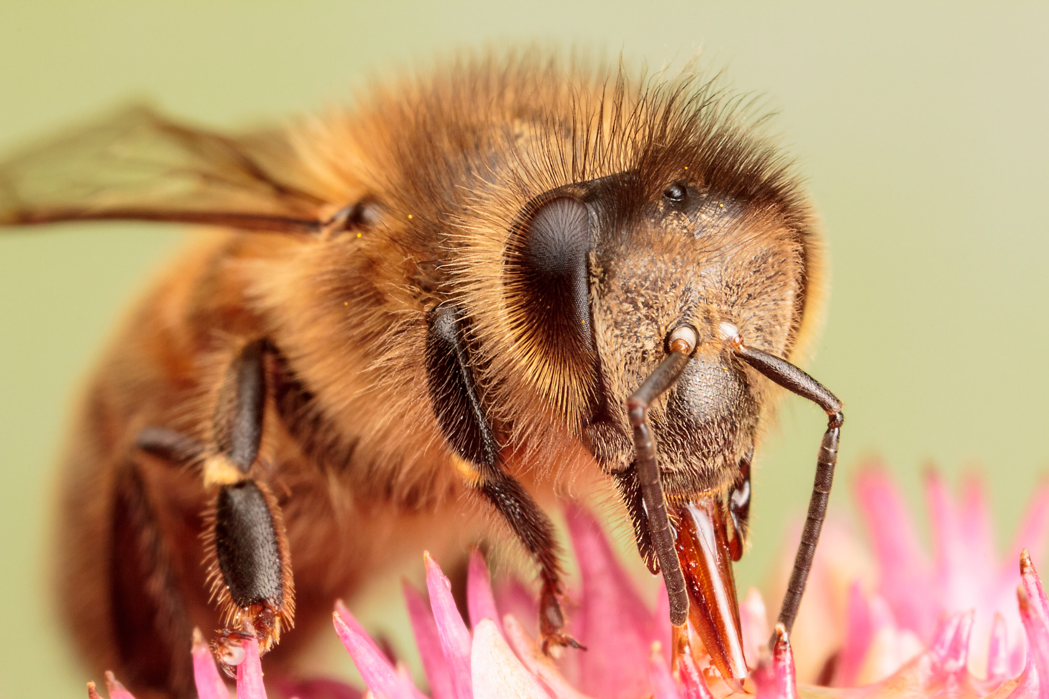 Canon MP-E 65mm F2.5 1-5x Macro Photo sample photo. Another honey bee photography