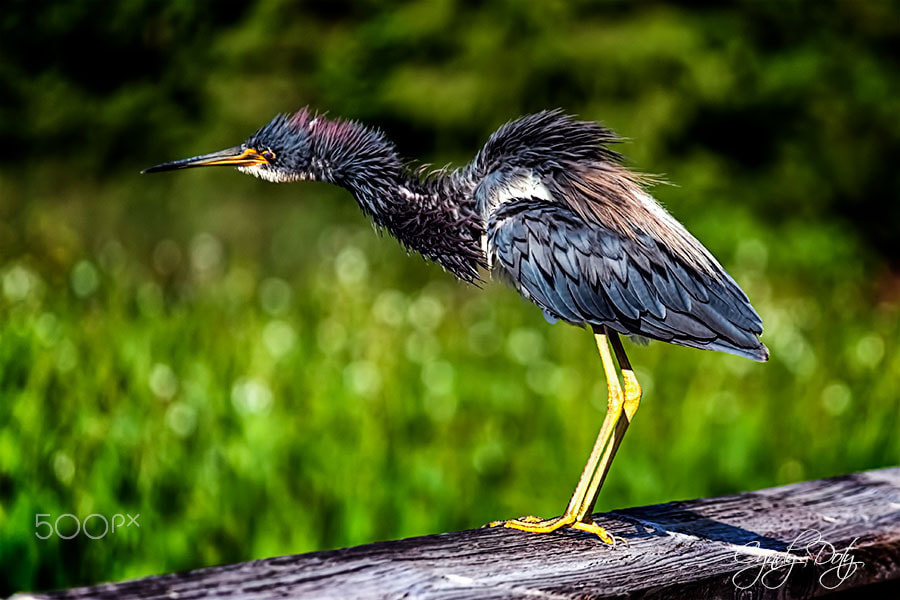 Canon EF-S 55-250mm F4-5.6 IS sample photo. Talk about a bad hair day! photography