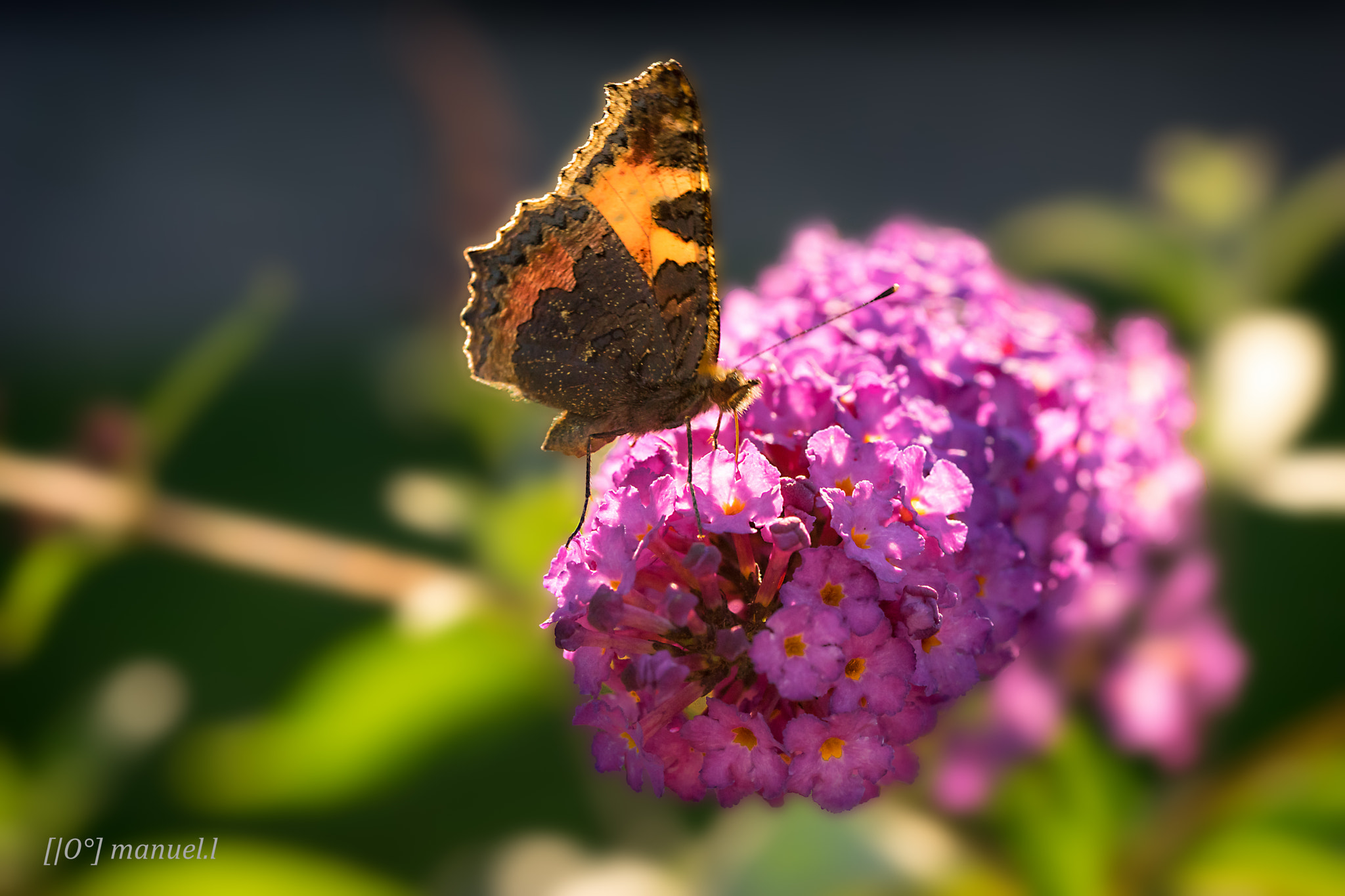 Sony a7 II + 90mm F2.8 Macro SSM sample photo. Butterfly photography