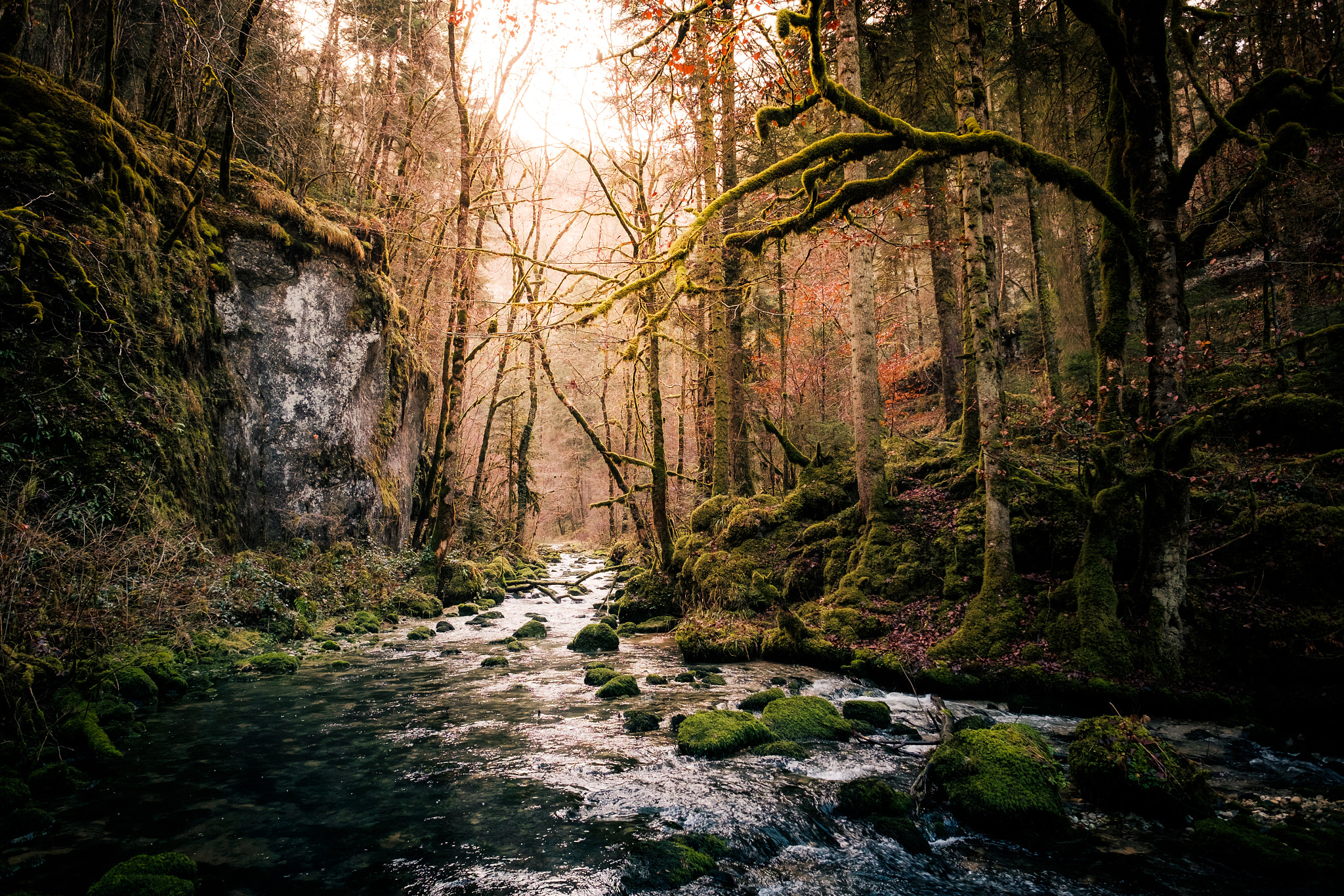 Fujifilm X-E2 + Fujifilm XF 14mm F2.8 R sample photo. The forest photography