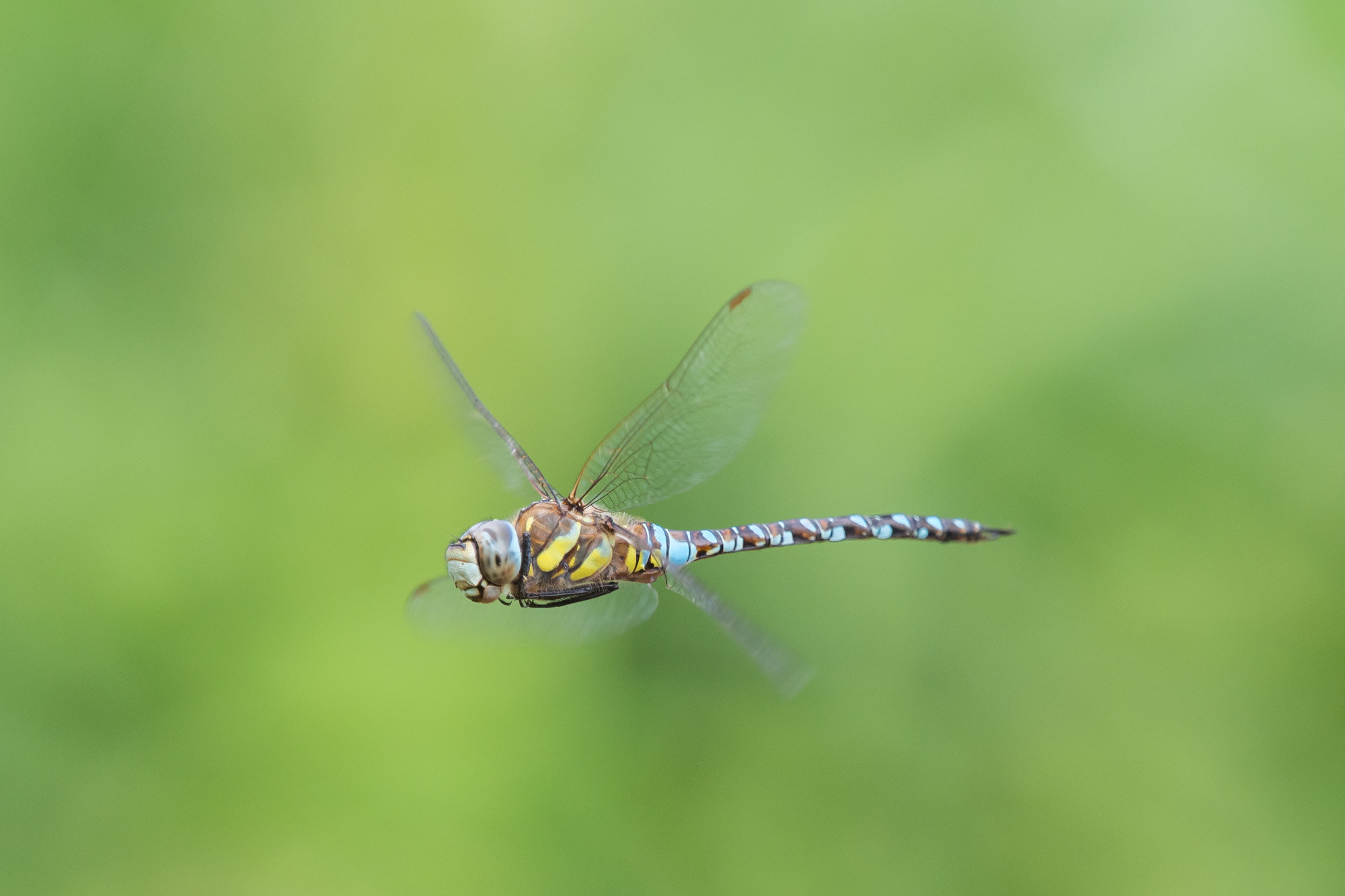 Olympus OM-D E-M10 + Olympus M.Zuiko Digital ED 40-150mm F2.8 Pro sample photo. Migrant hawker photography