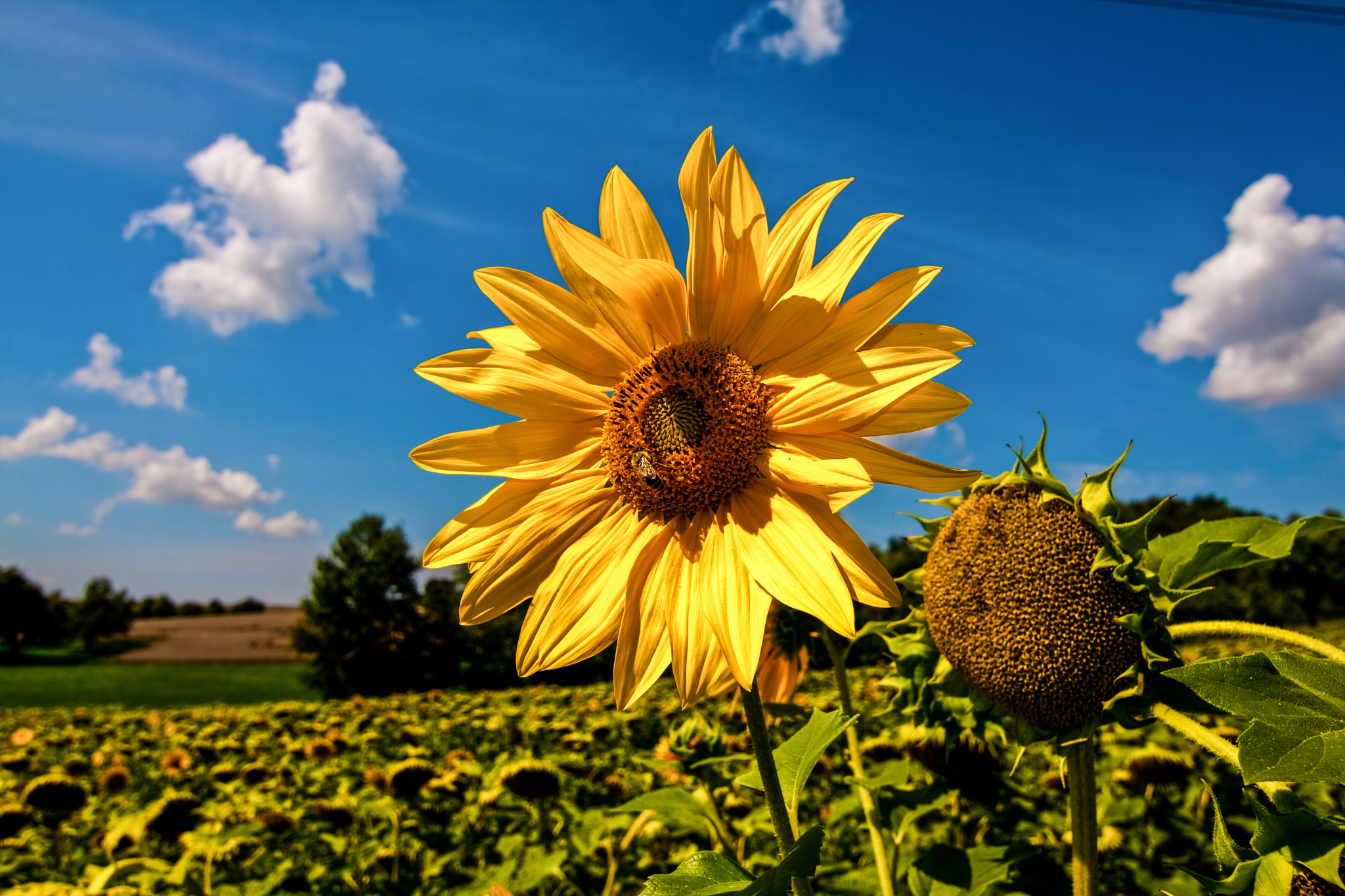 Canon EOS 40D + Tokina AT-X Pro 11-16mm F2.8 DX sample photo. Sonnenblume photography