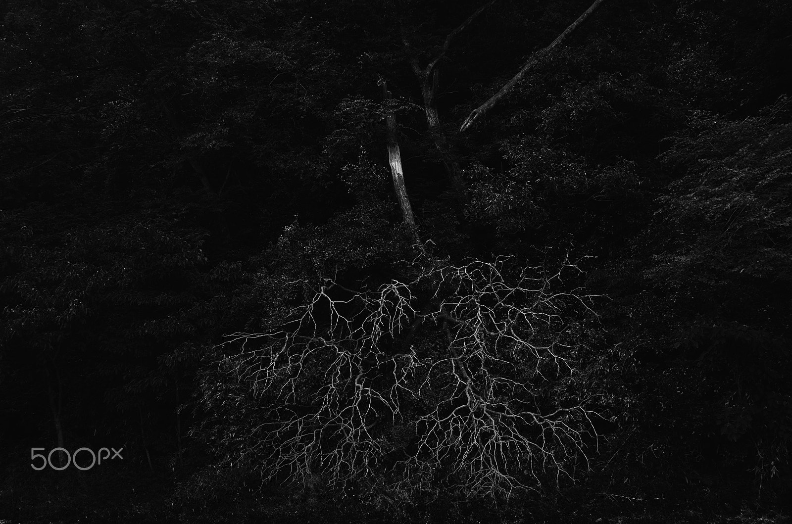Pentax K-01 sample photo. Broken tree photography