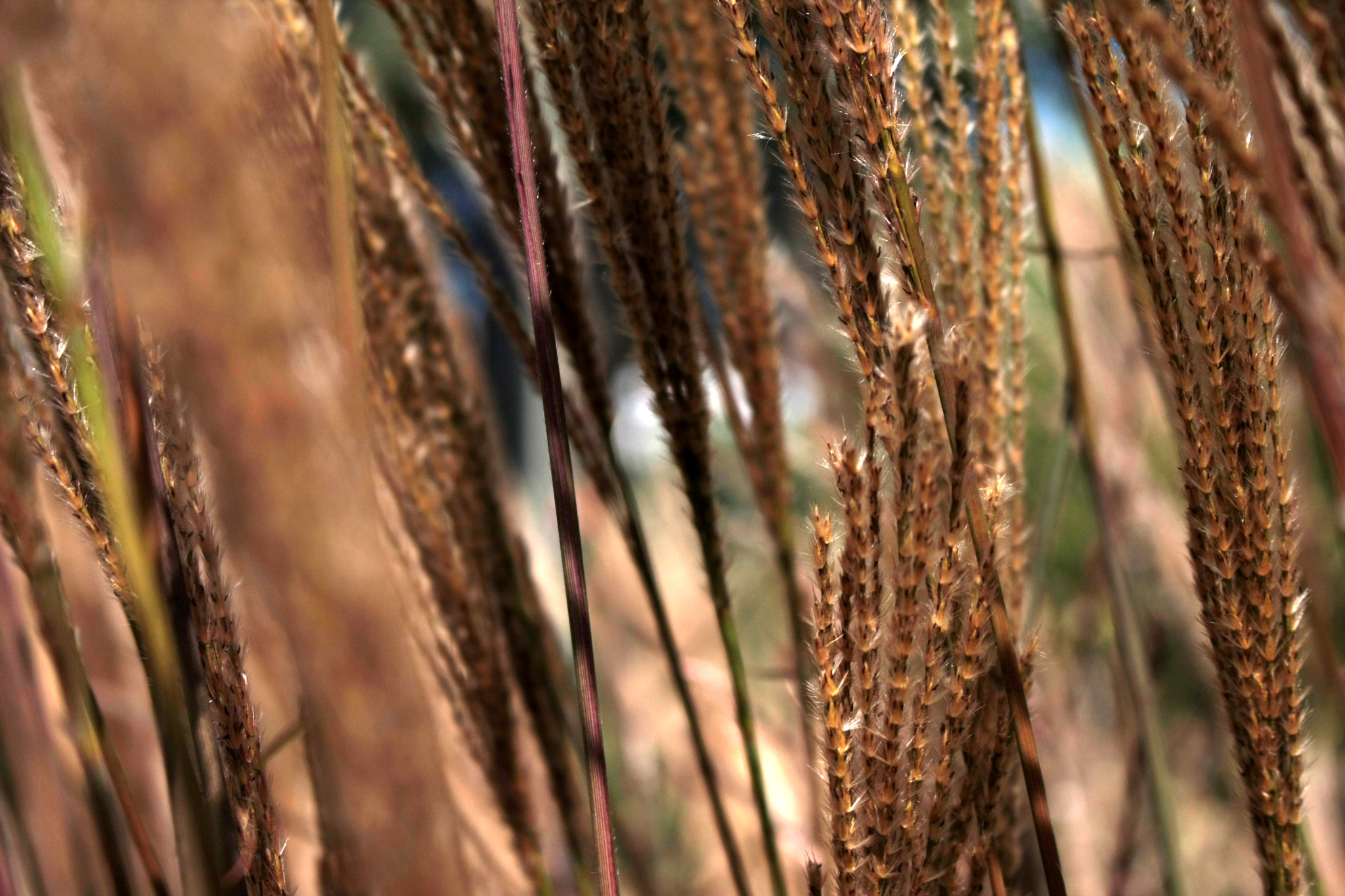 Canon EOS 40D sample photo