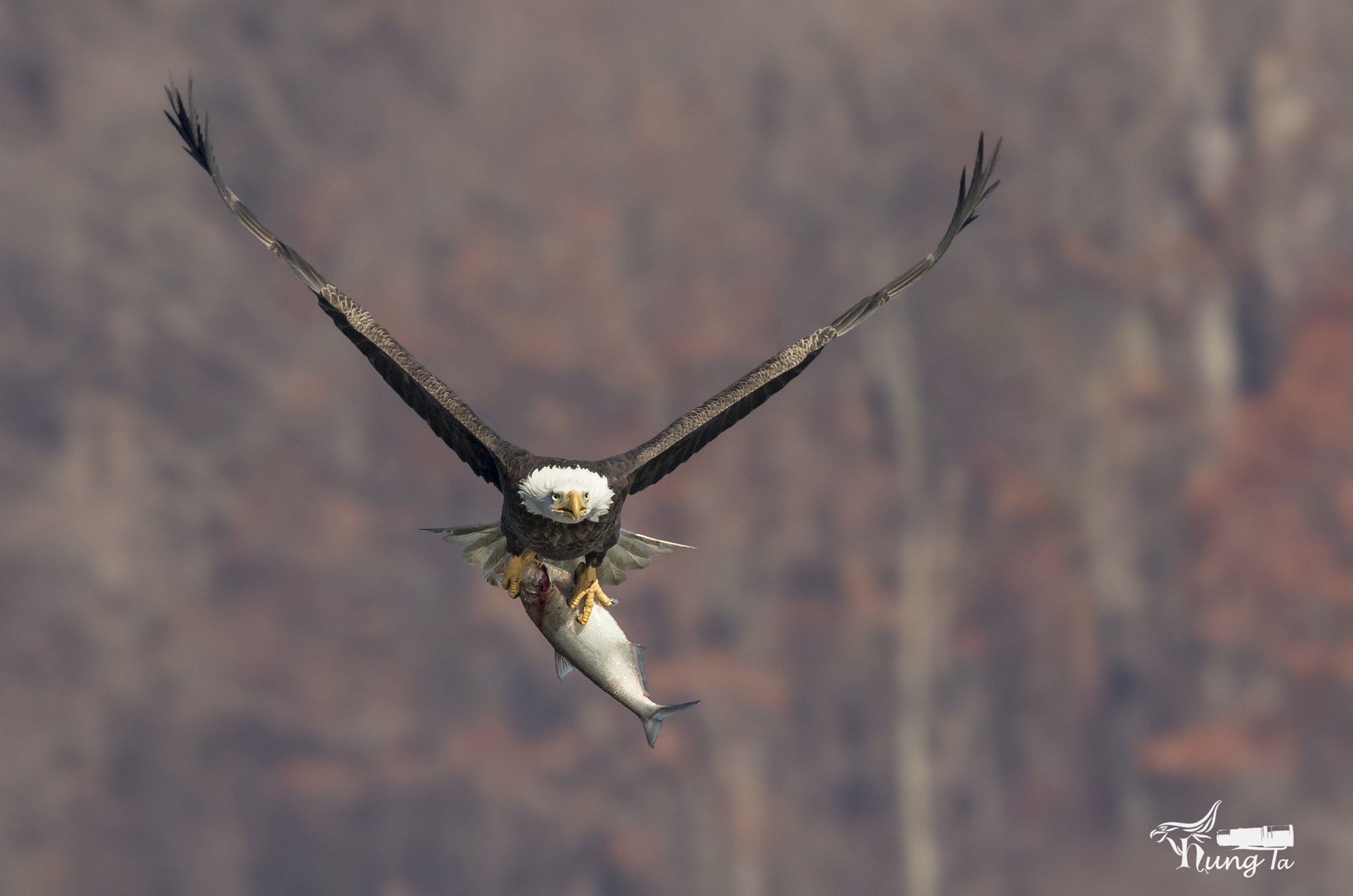 Canon EF 600mm F4L IS II USM sample photo. Catching & fly photography