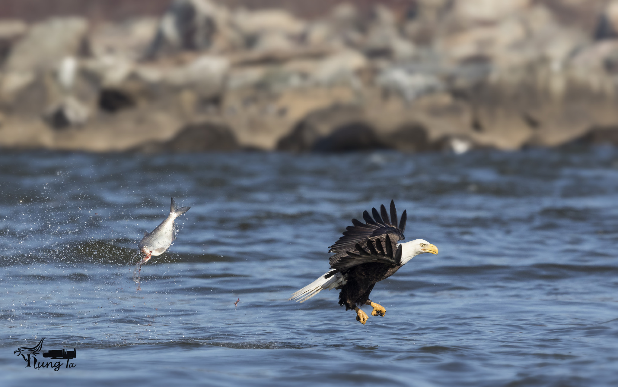 Canon EF 600mm F4L IS II USM sample photo. Catching photography