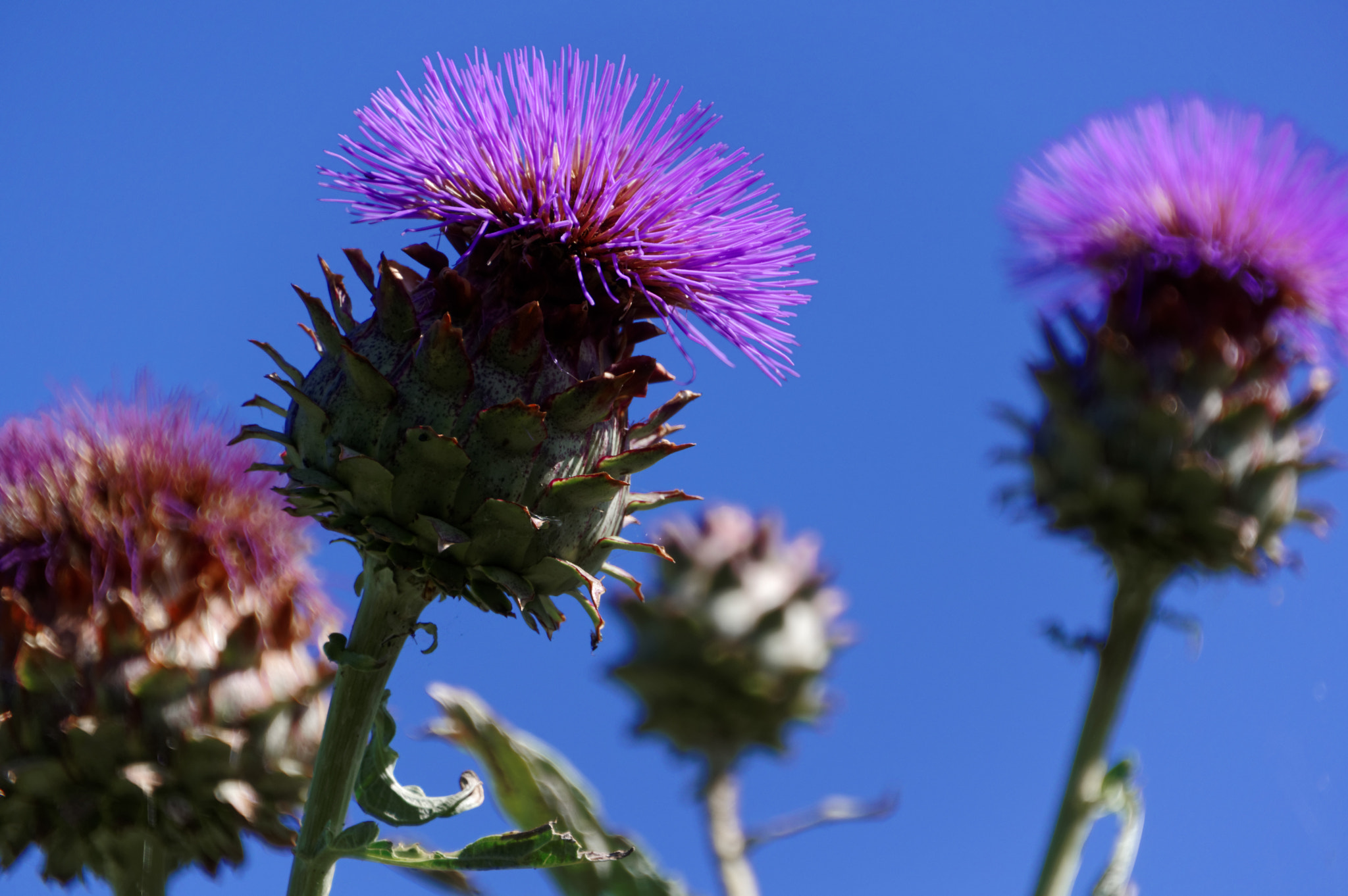Pentax smc DA 18-270mm F3.5-6.3 ED SDM sample photo. Globe artichoke photography