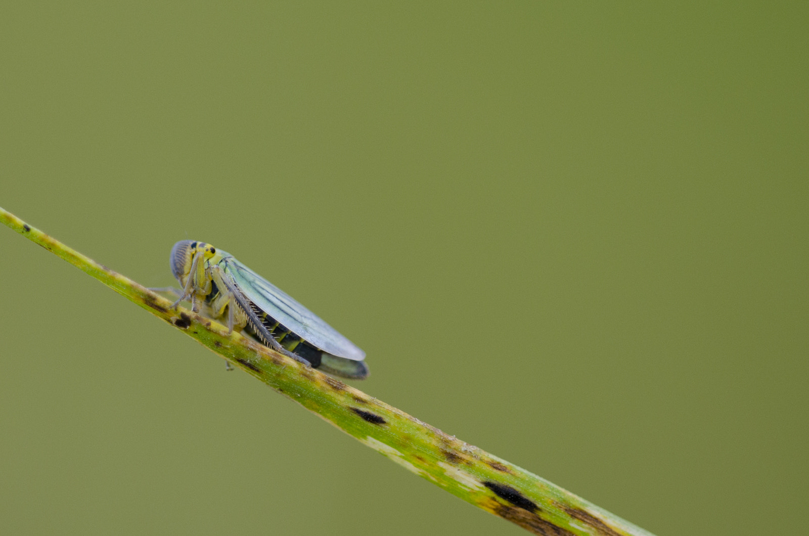 Sigma 150mm F2.8 EX DG Macro HSM sample photo. Cicade photography