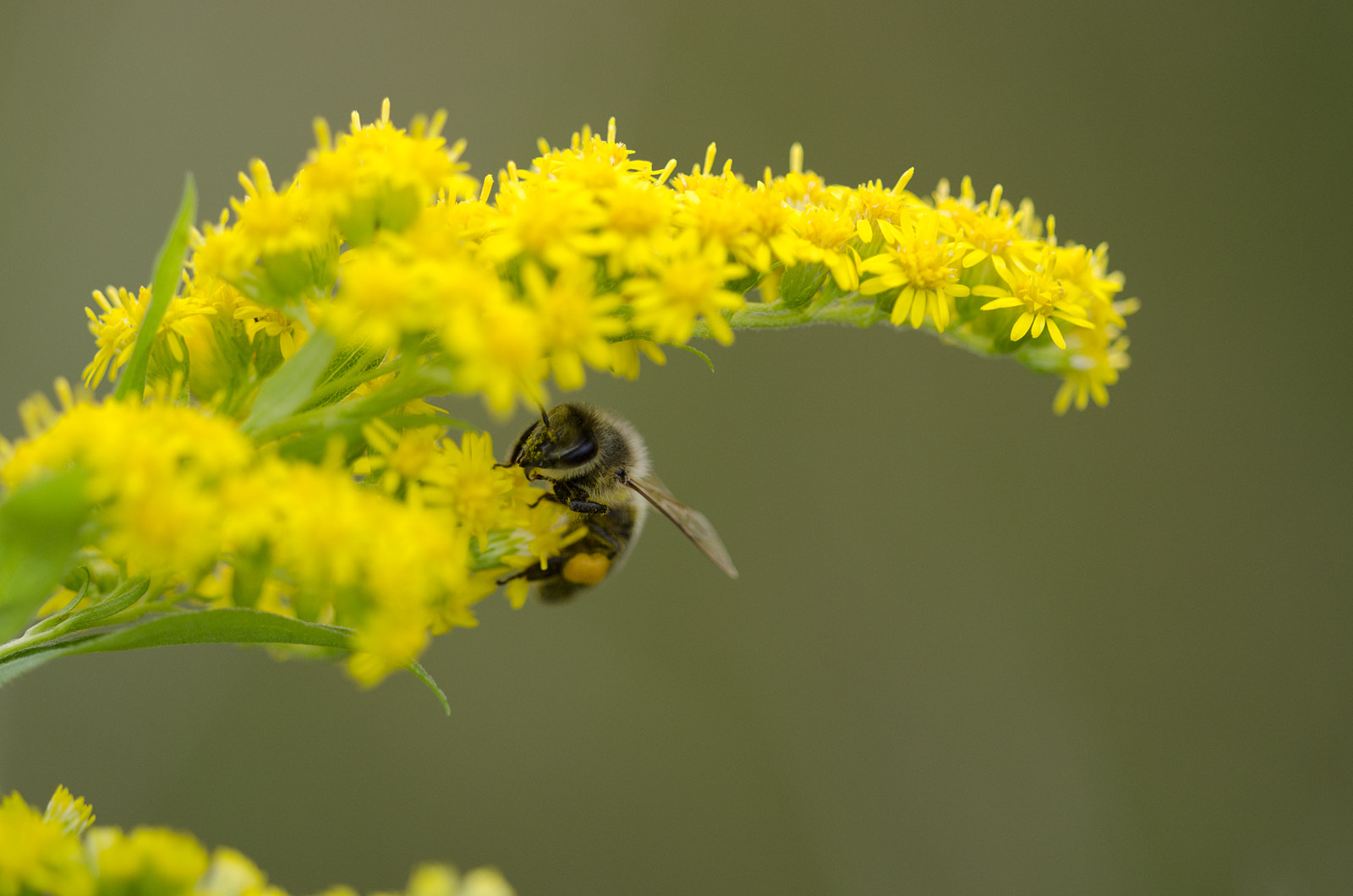 Nikon D7000 + Sigma 150mm F2.8 EX DG Macro HSM sample photo. Bee photography