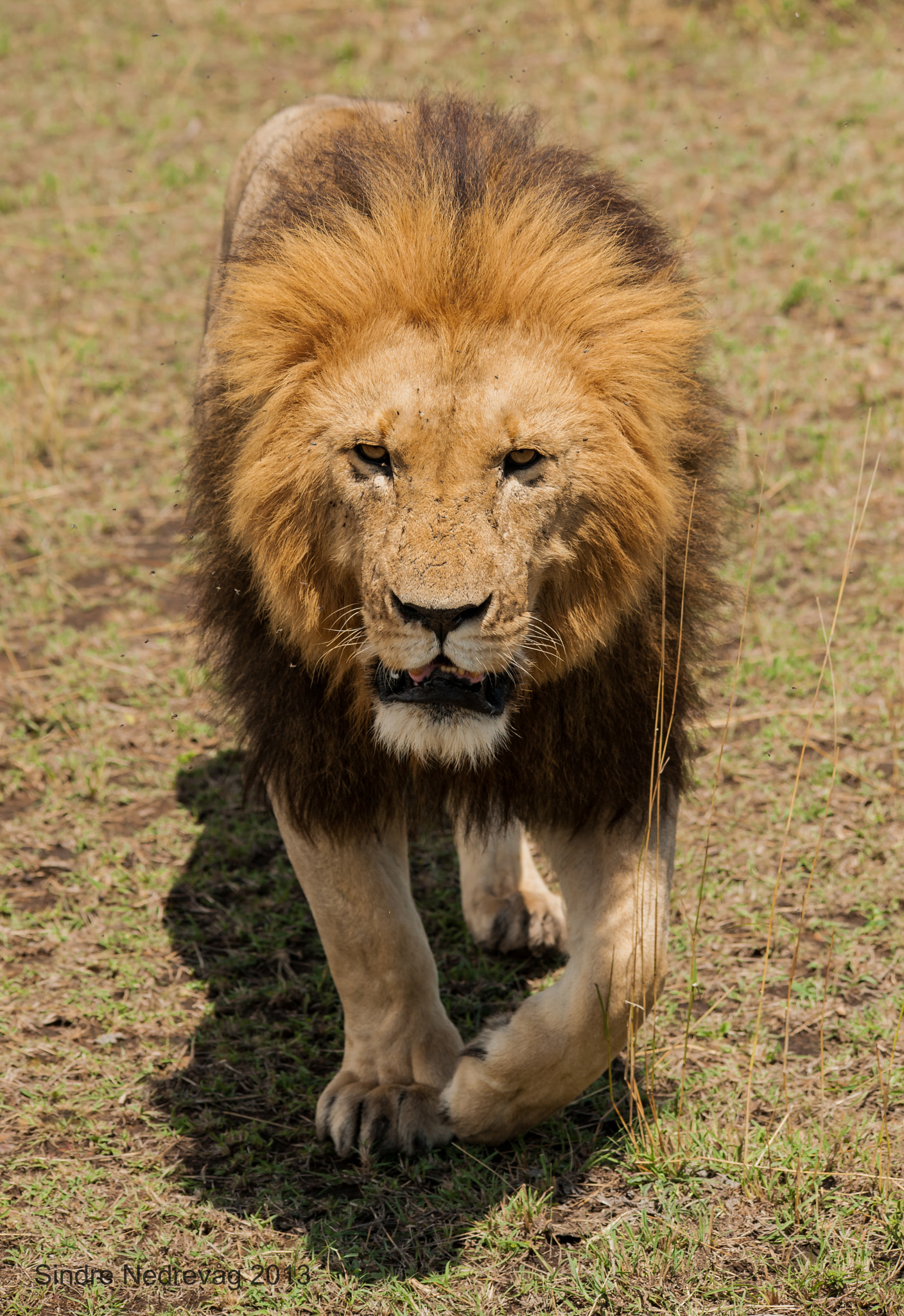 Sigma 150-500mm F5-6.3 DG OS HSM sample photo. Masai mara simba photography