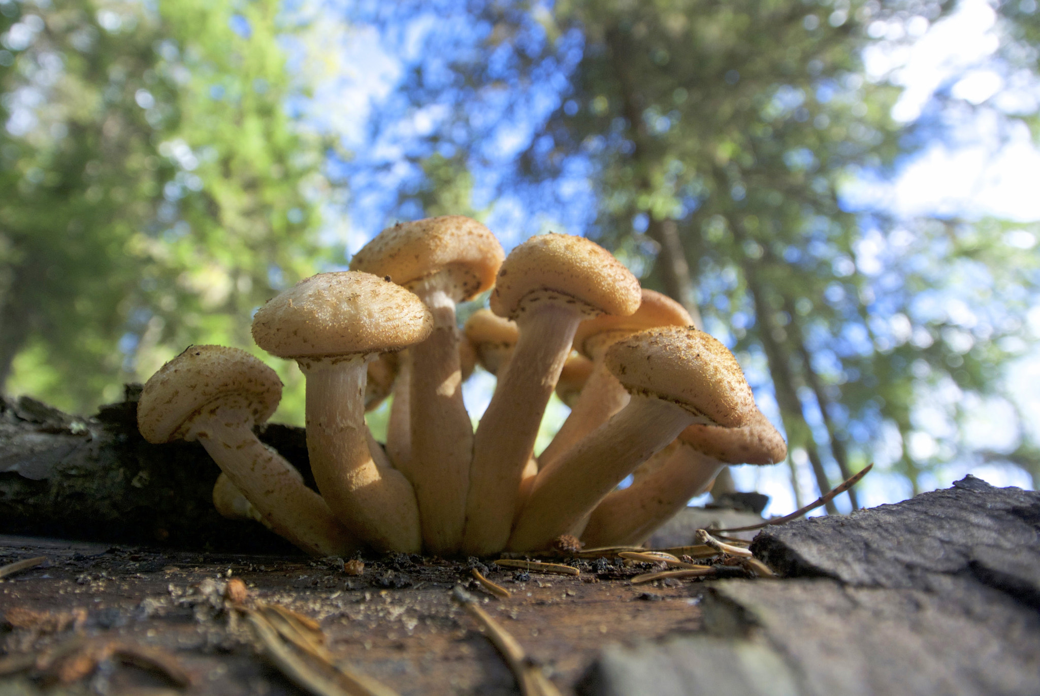 Nikon 1 J2 sample photo. A group of mushrooms on a tree bark photography