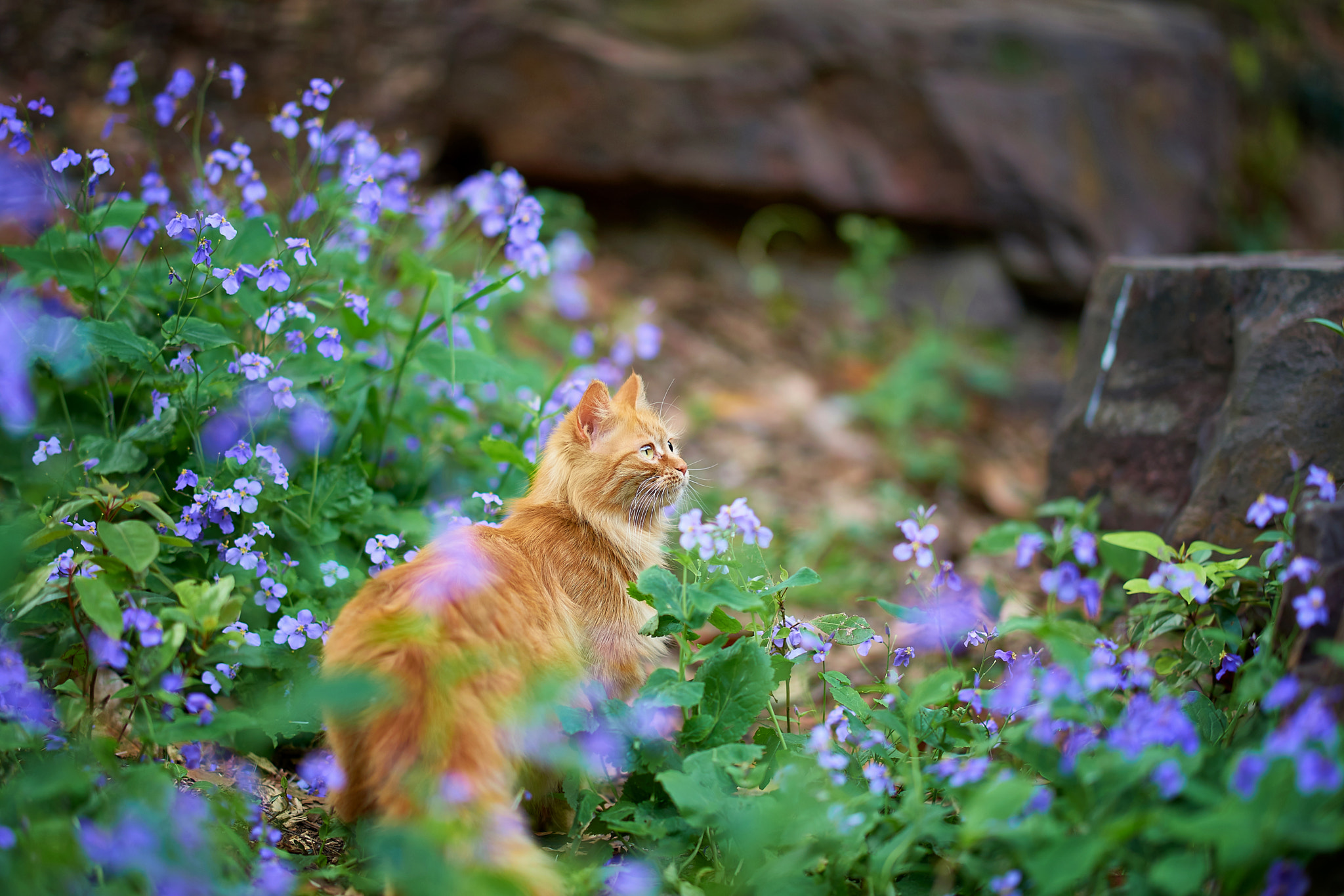 Sony Sonnar T* 135mm F1.8 ZA sample photo. Flower and cat photography